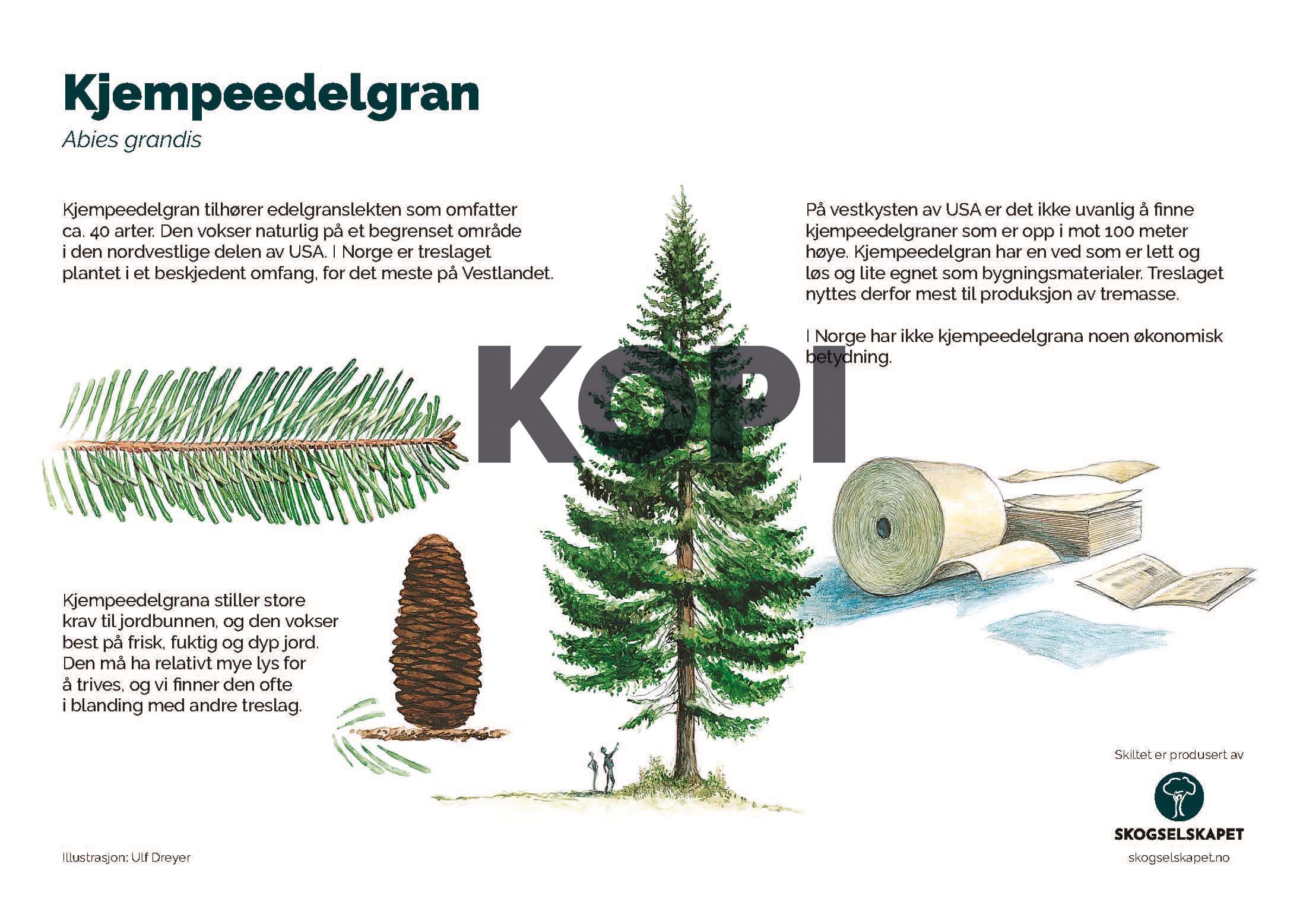 Kjempeedelgran