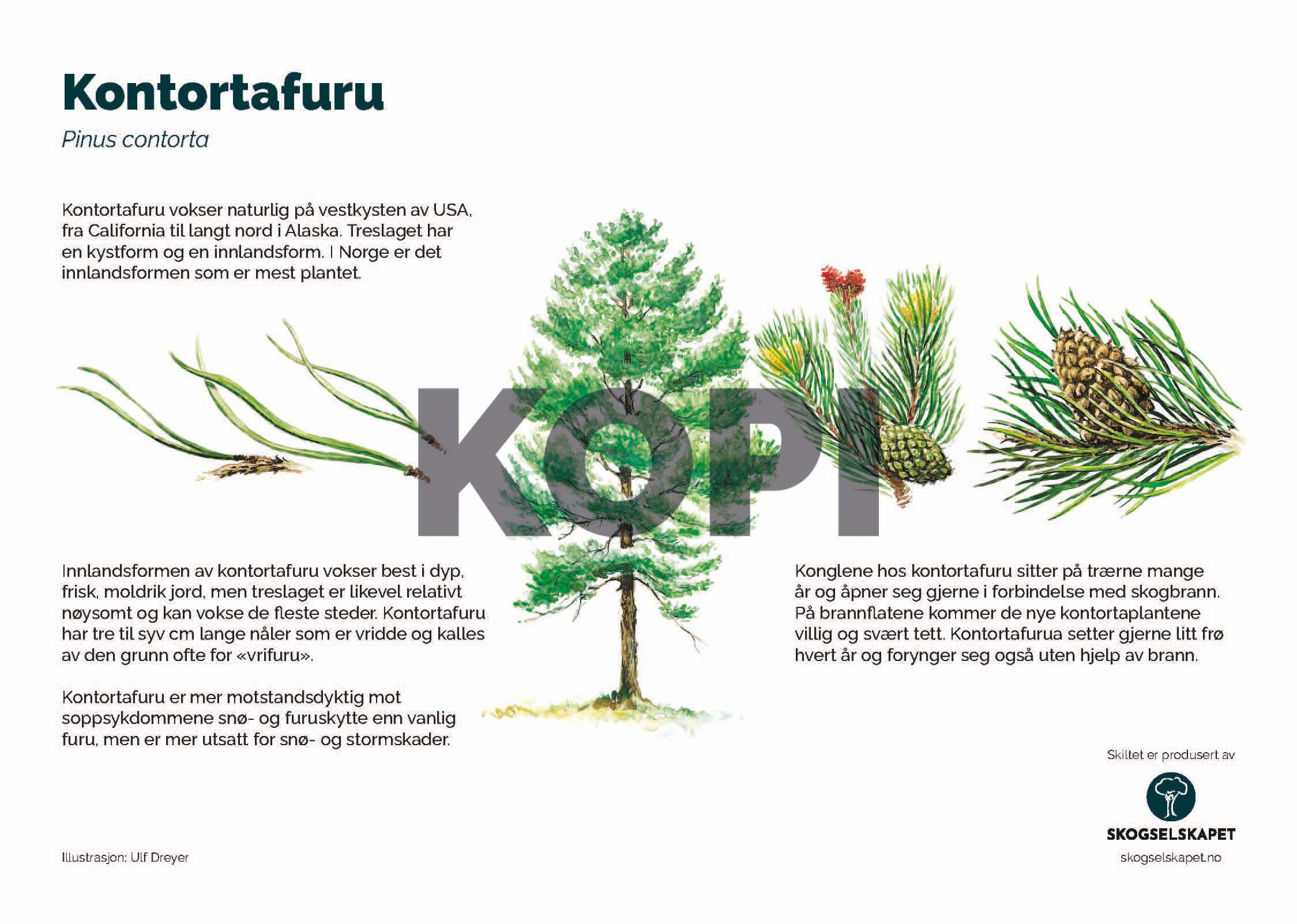 Kontortafuru