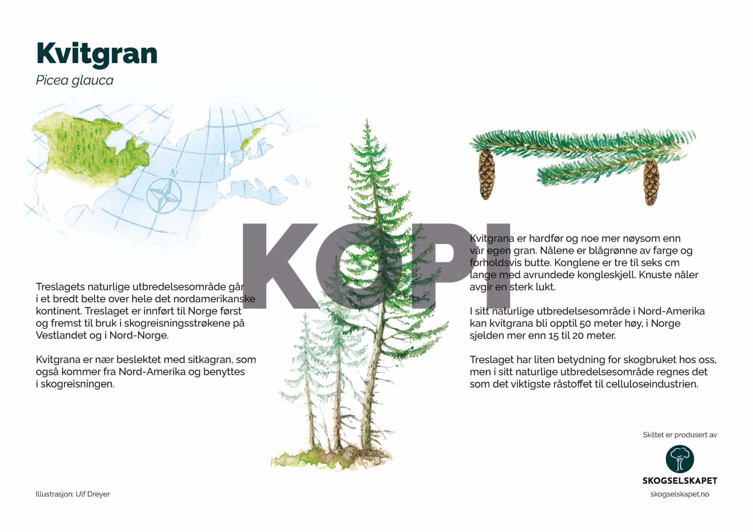 Kvitgran