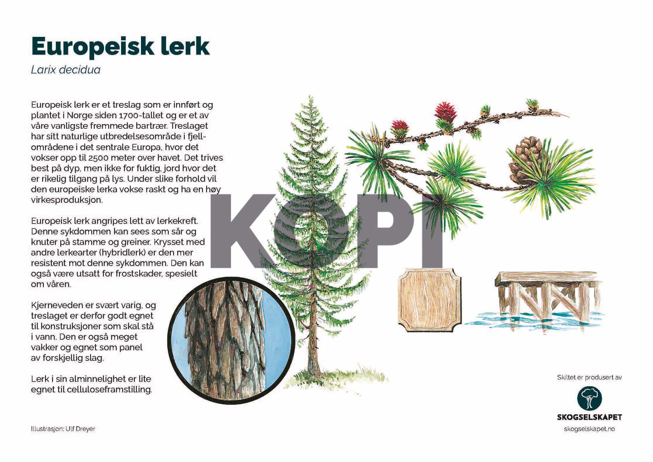 Europeisk lerk