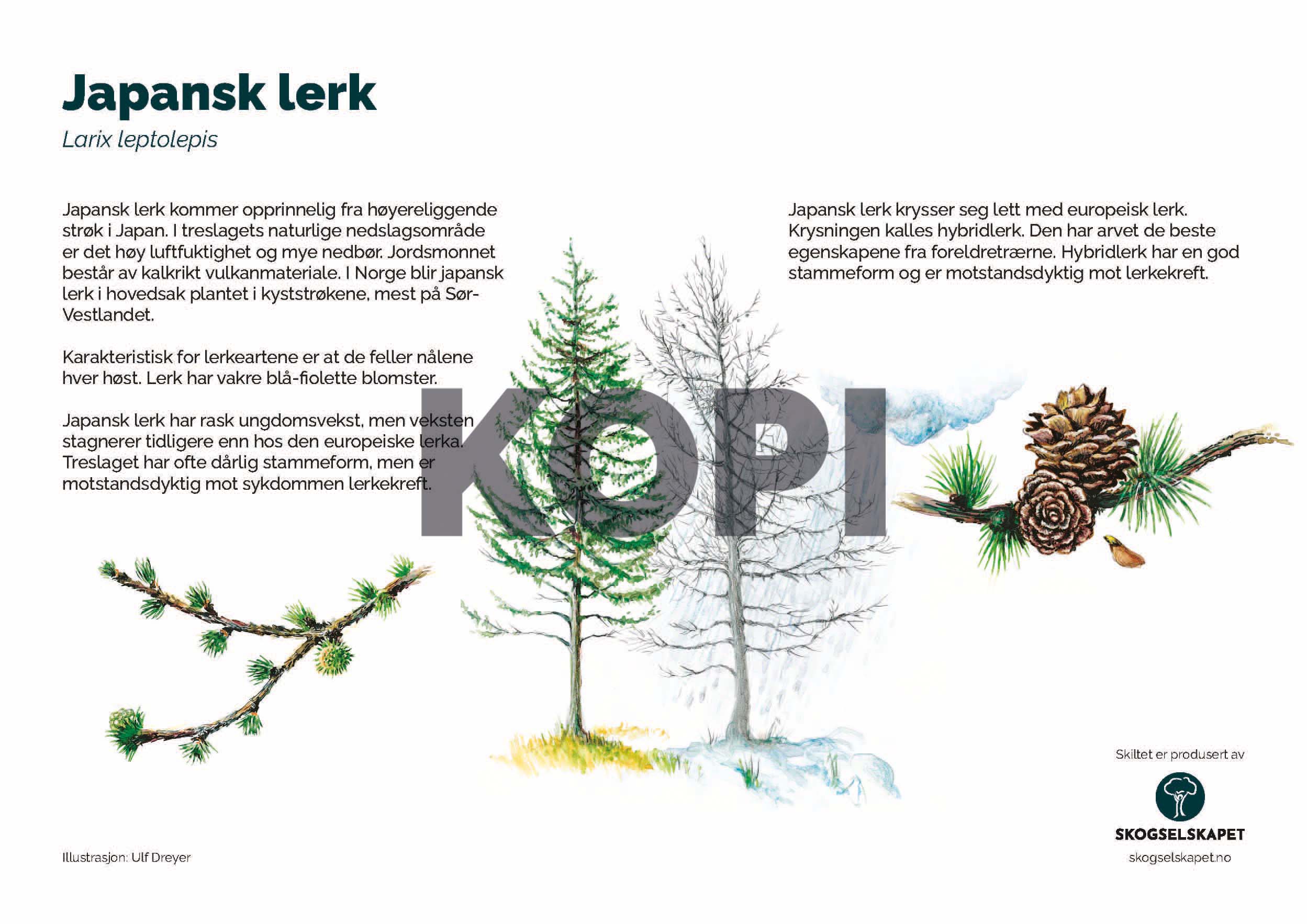 Japansk lerk