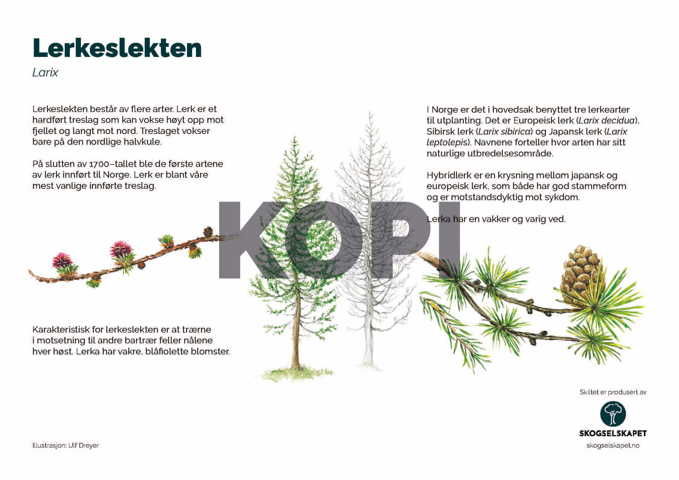 Lerkeslekten