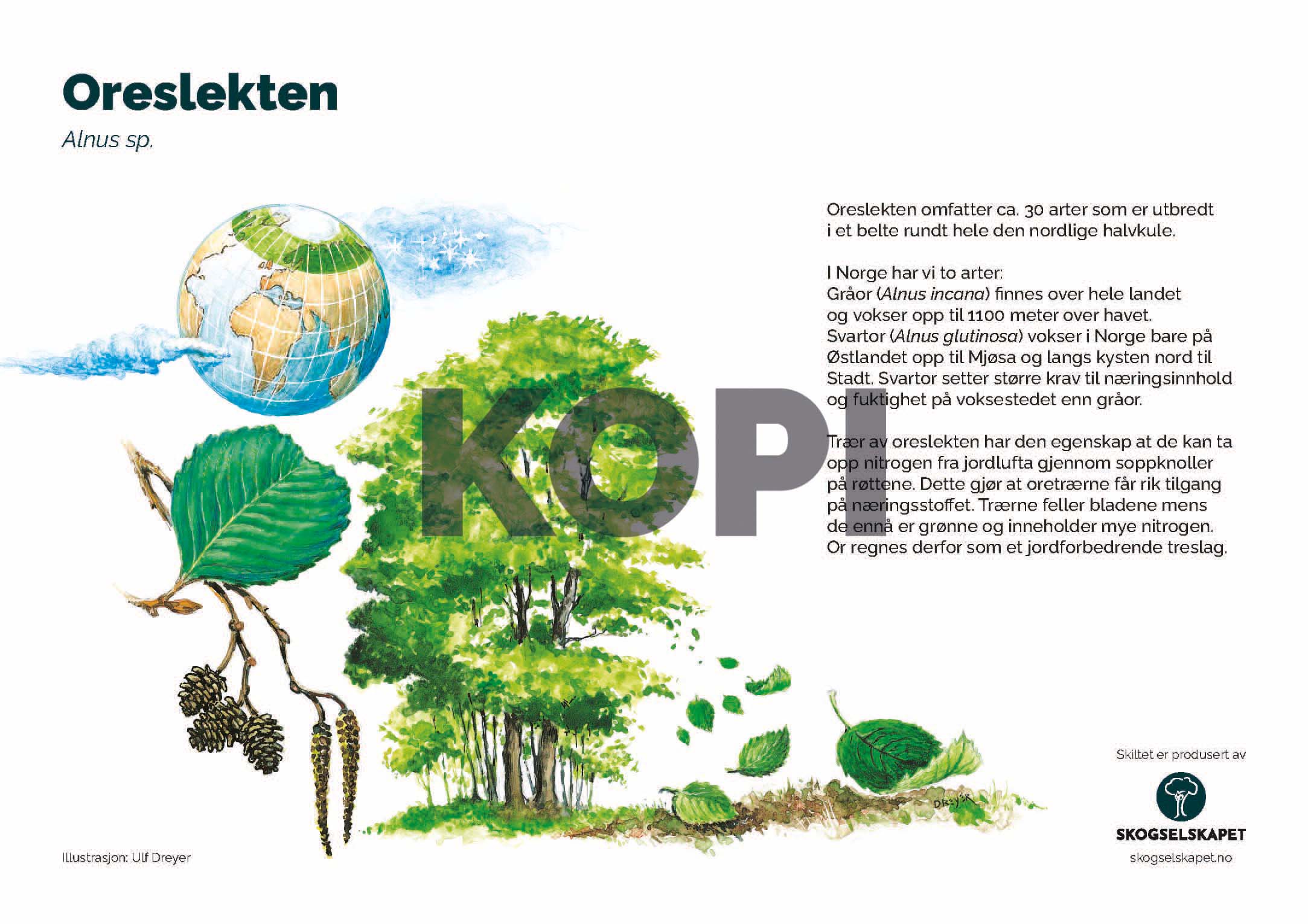 Oreslekten