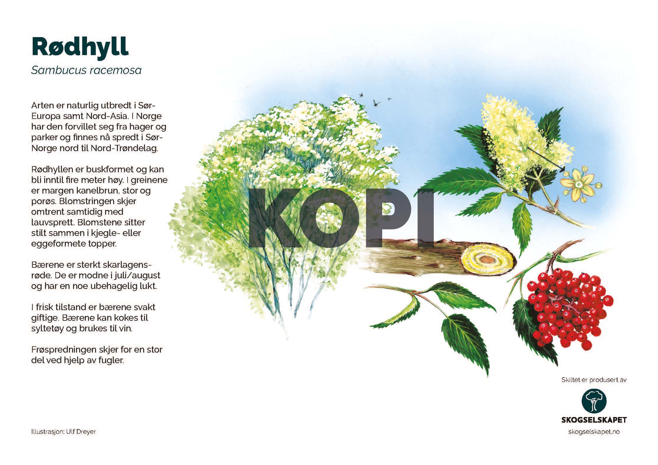 Rødhyll
