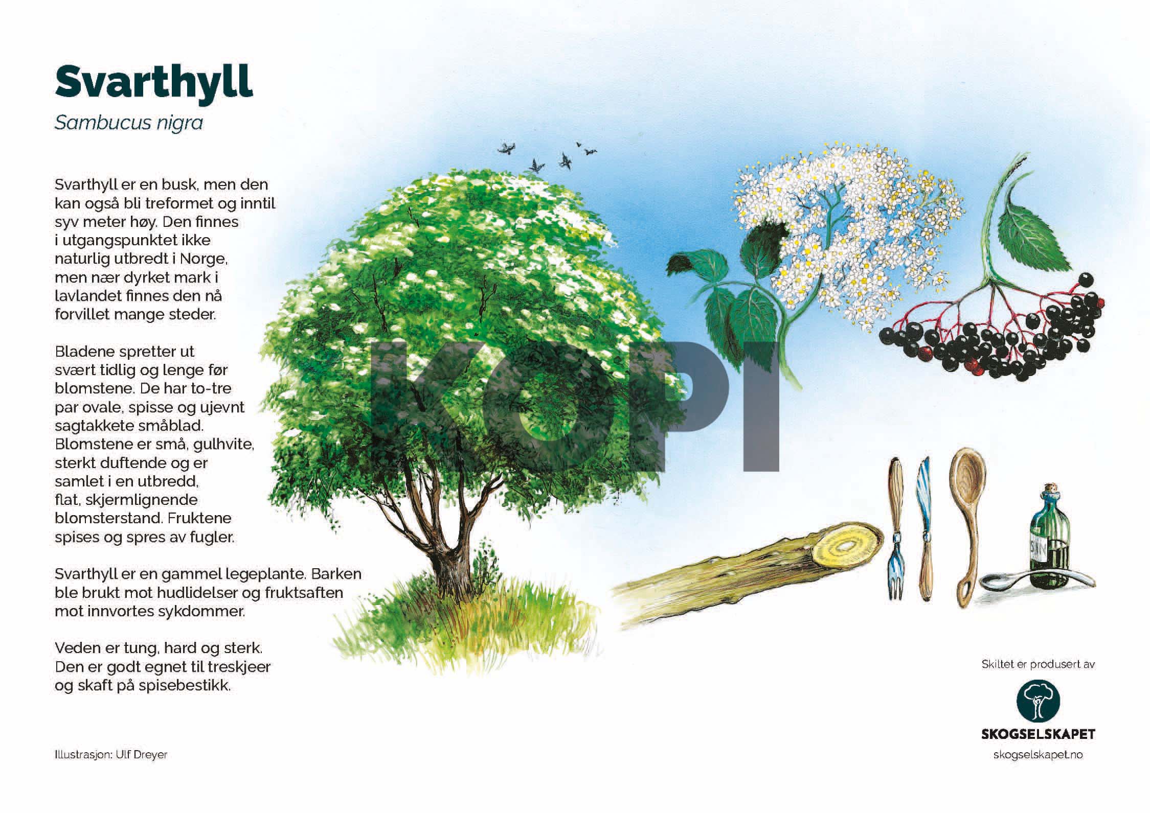 Svarthyll