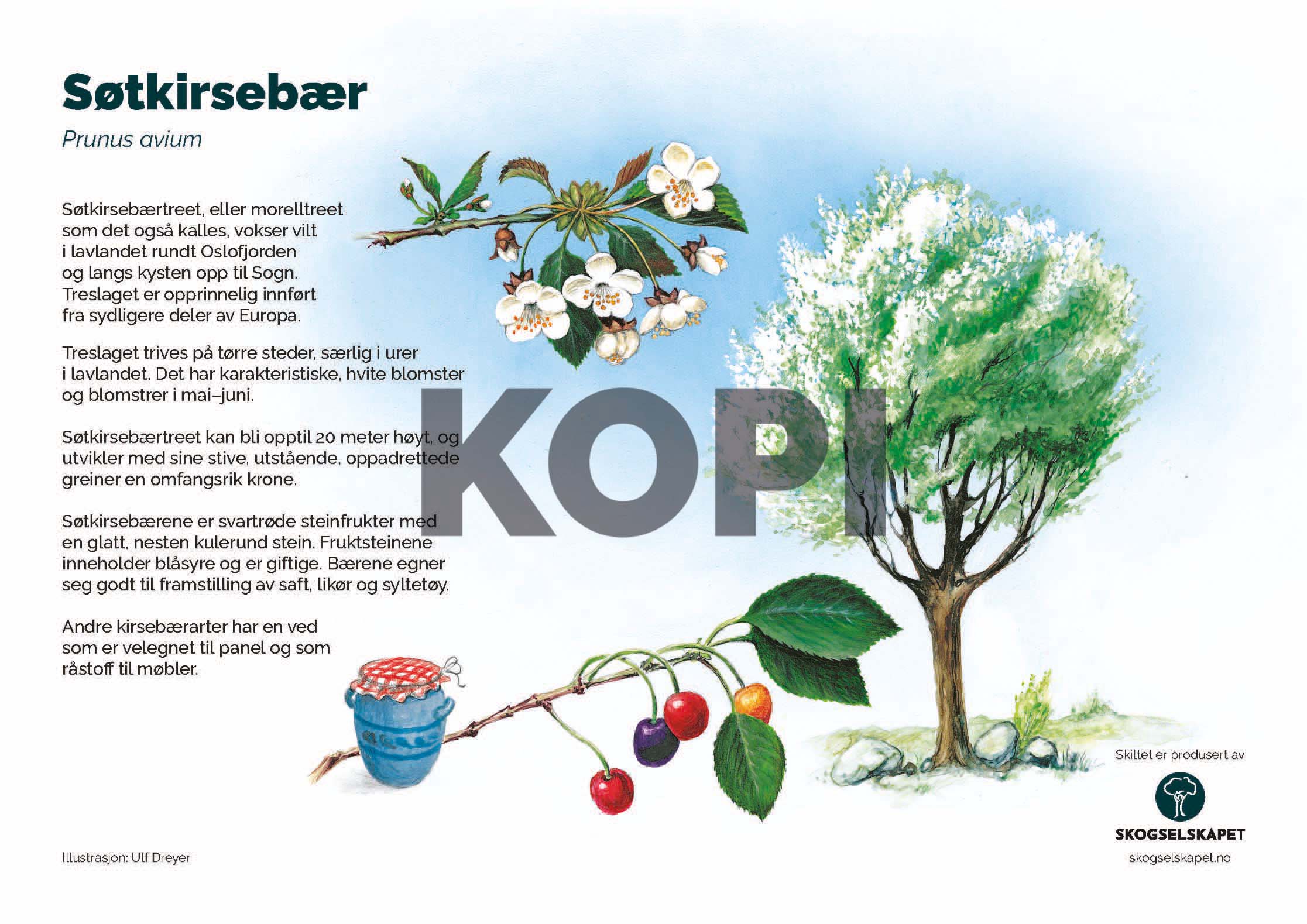 Søtkirsebær
