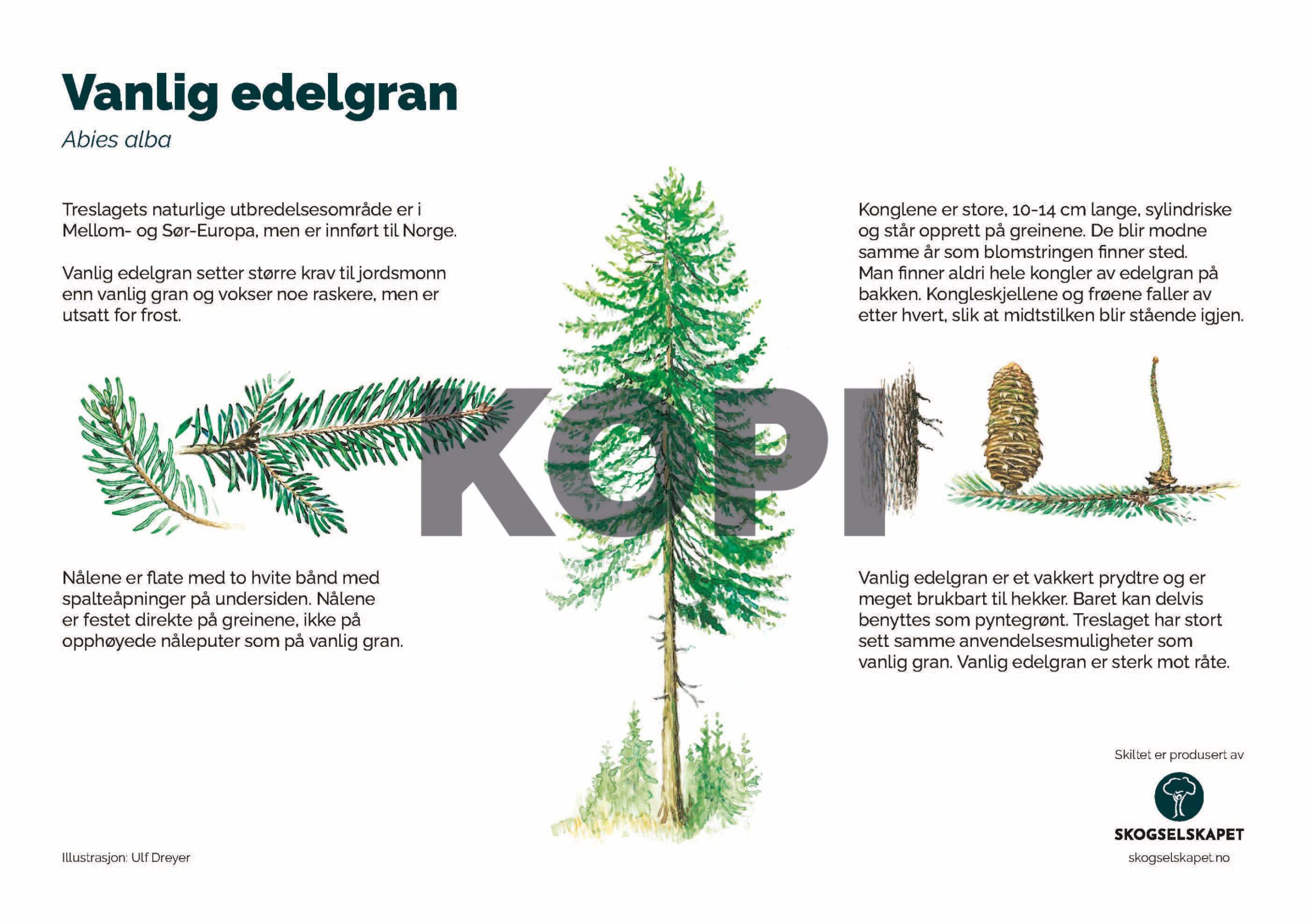 Vanlig edelgran