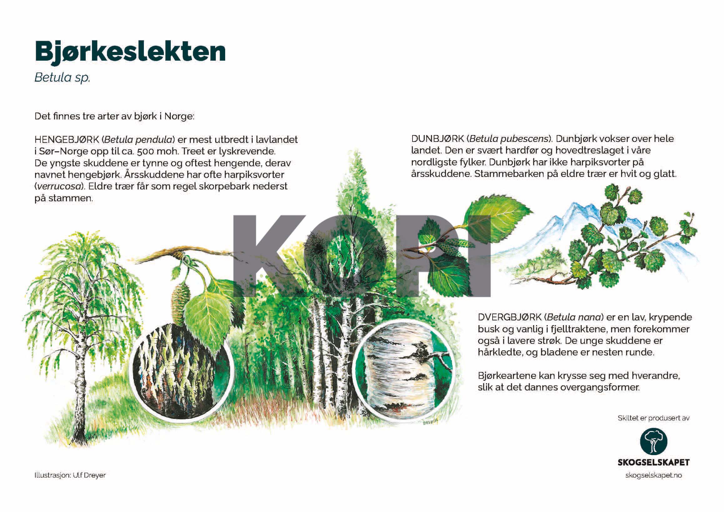 Bjørkeslekten