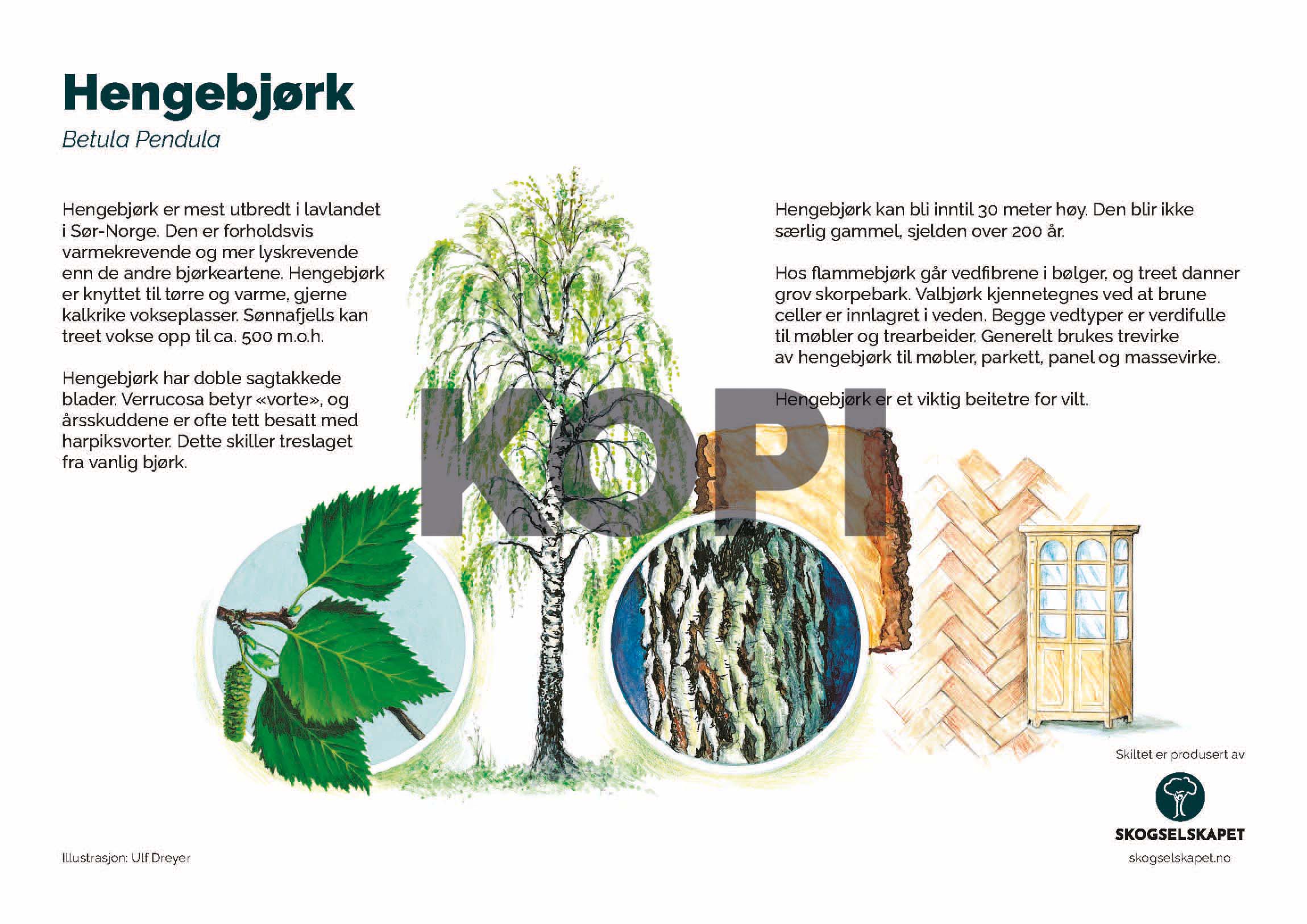 Hengebjørk