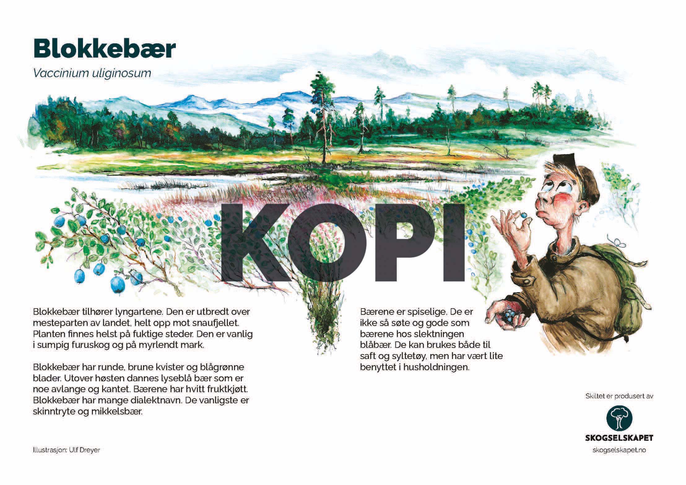 Blokkebær