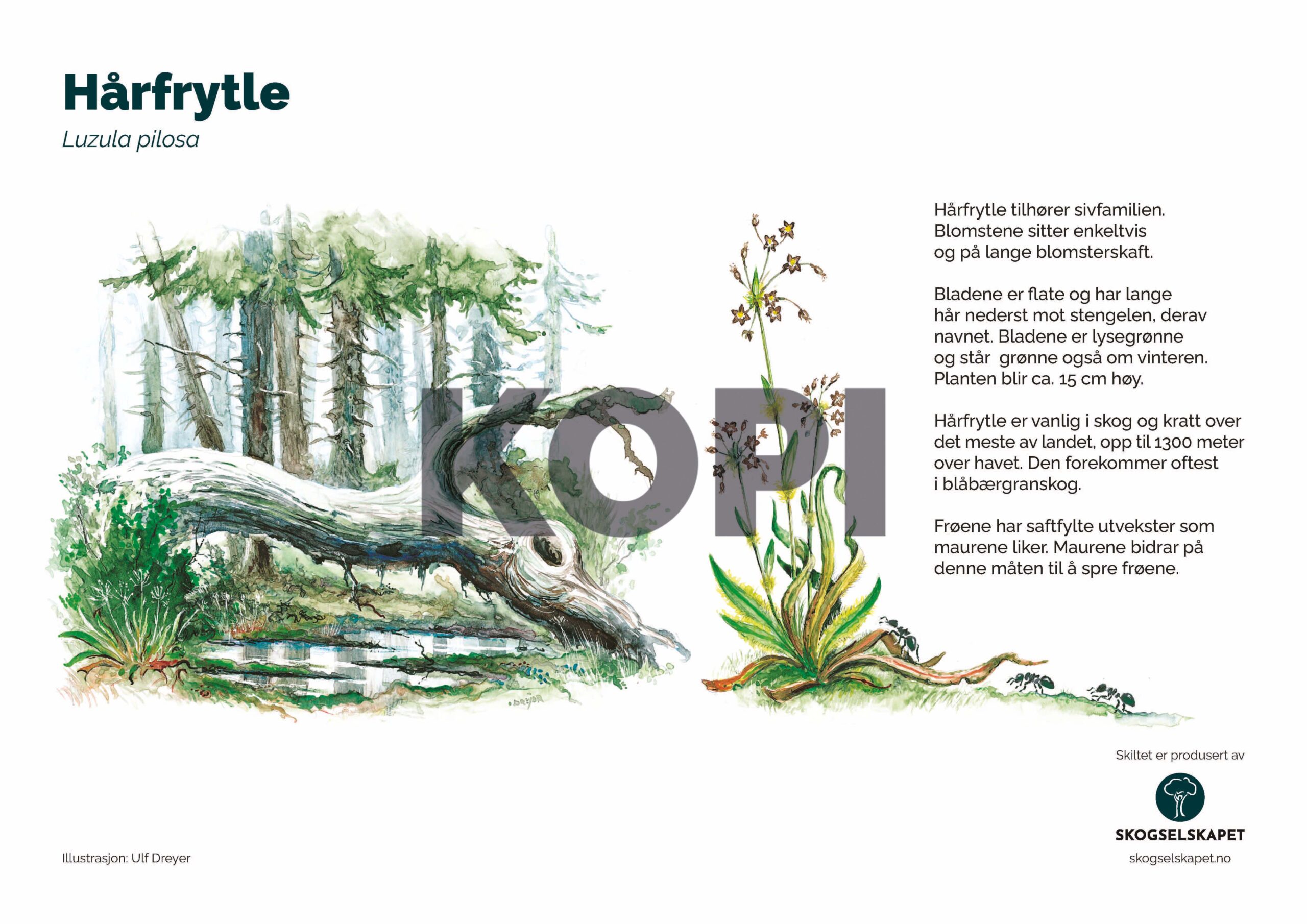 Hårfrytle