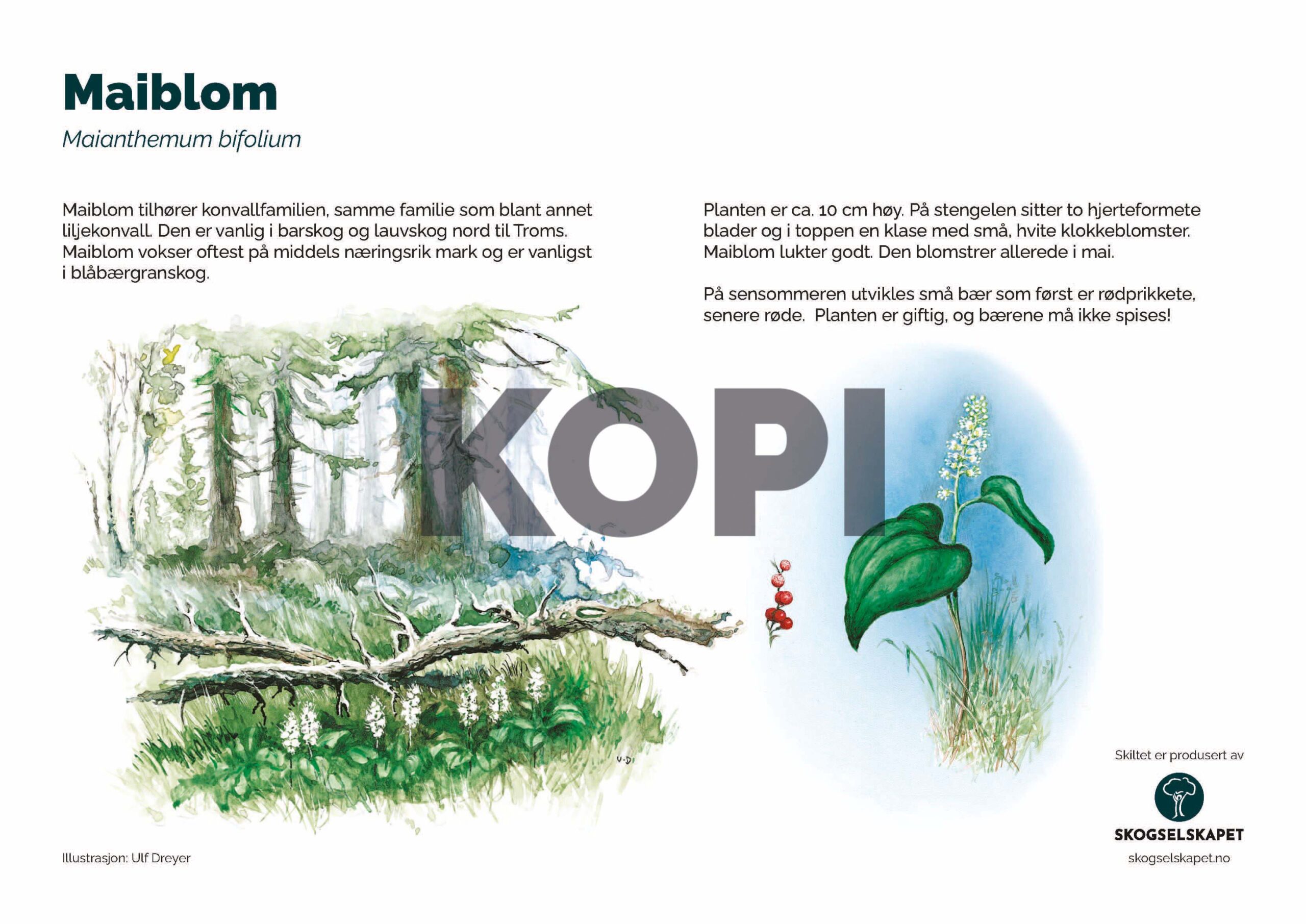 Maiblom