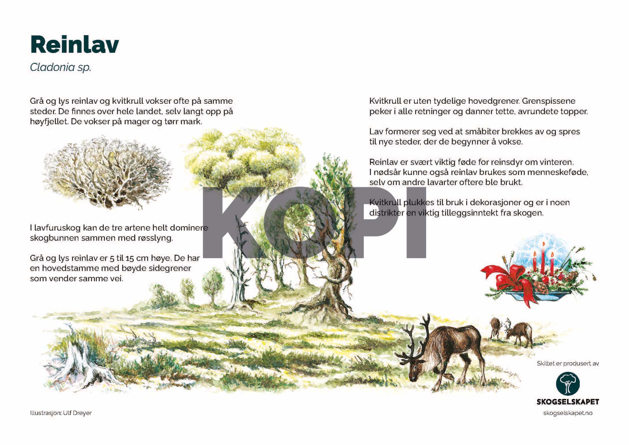 Reinlav