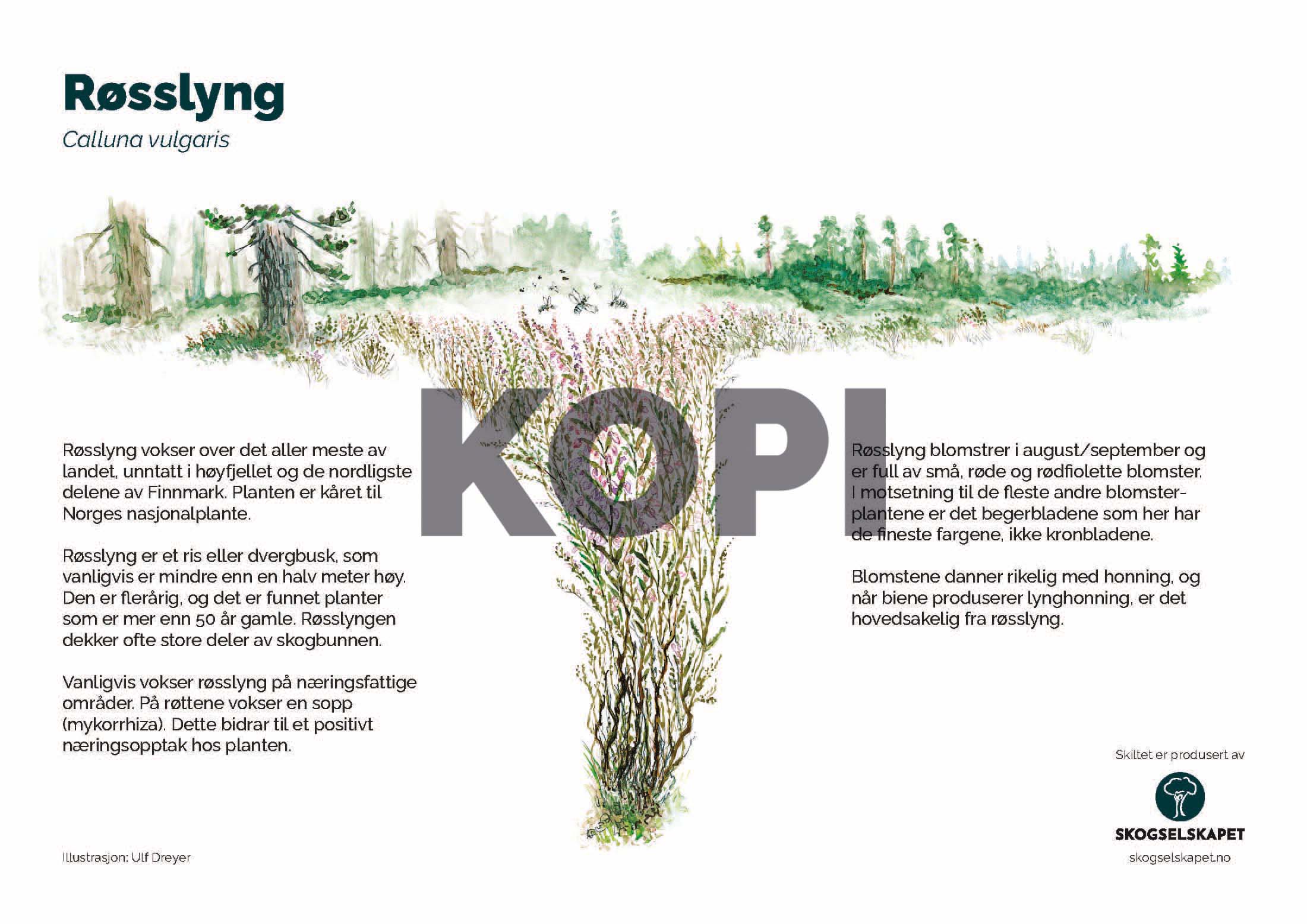 Røsslyng