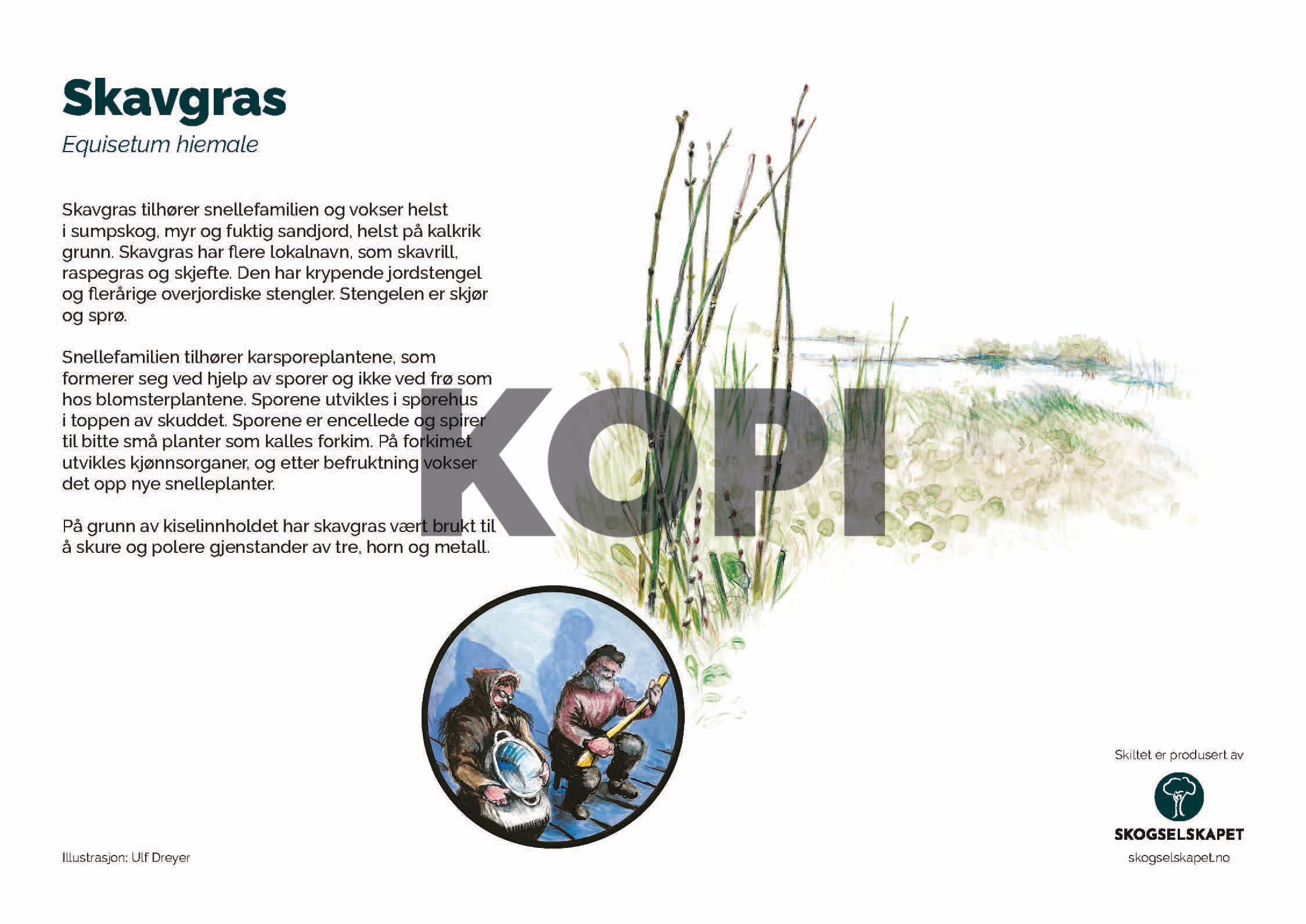 Skavgras