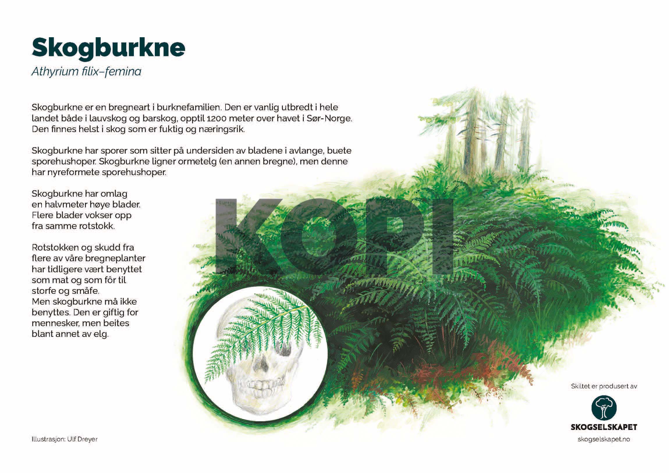 Skogburkne