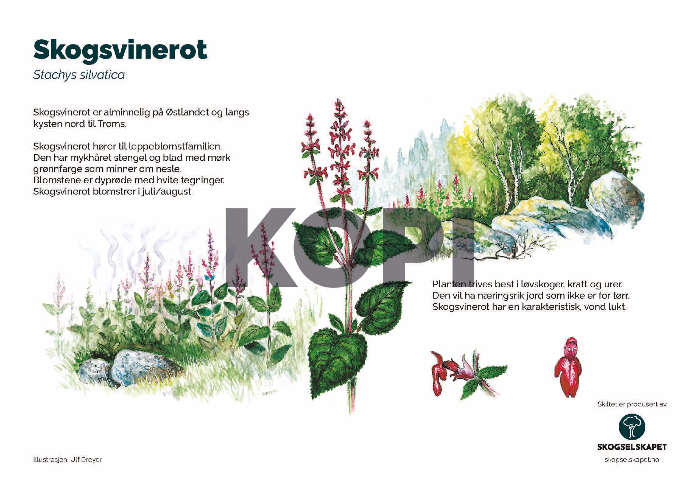Skogsvinerot