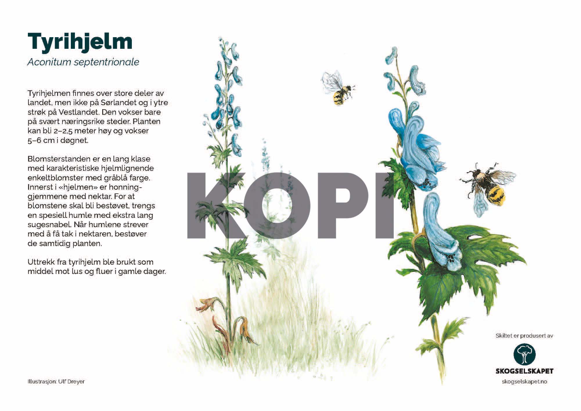 Tyrihjelm