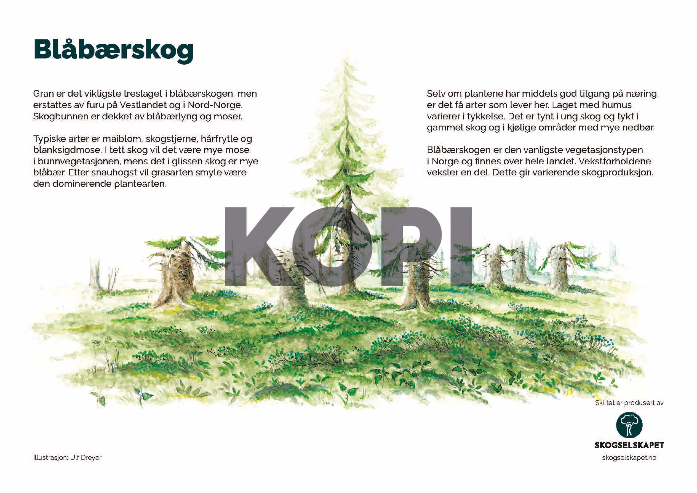 Blåbærskog