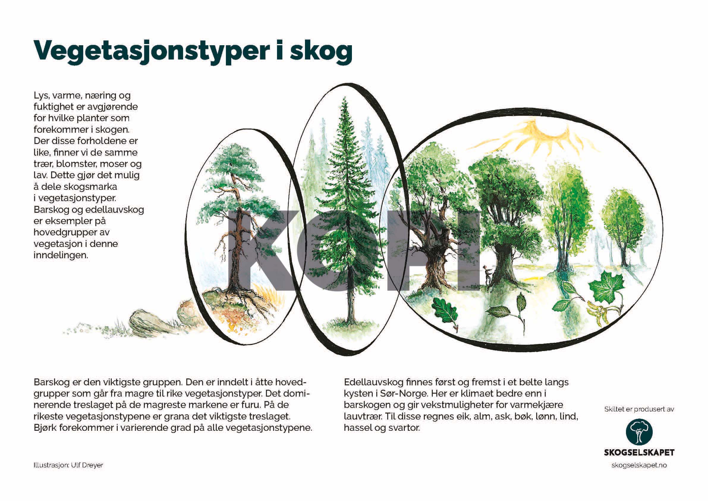 Vegetasjonstyper i skog
