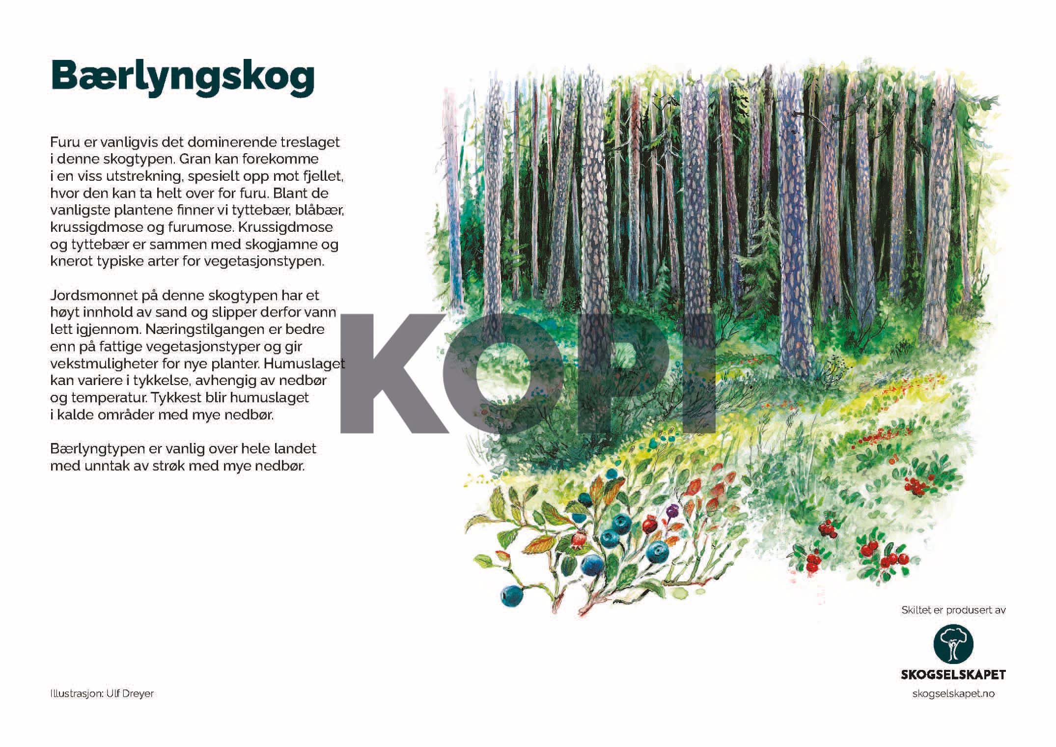 Bærlyngskog