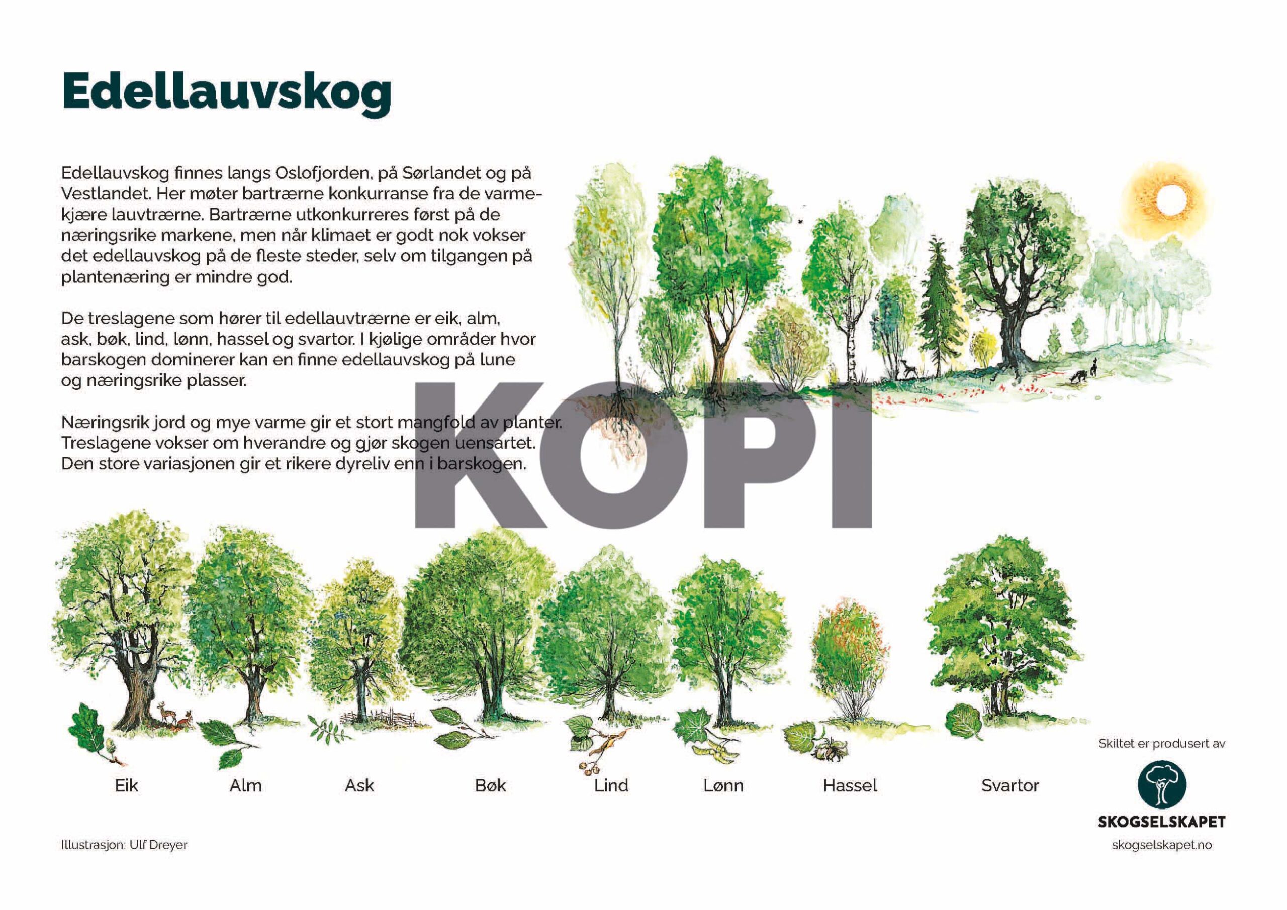 Edellauvskog