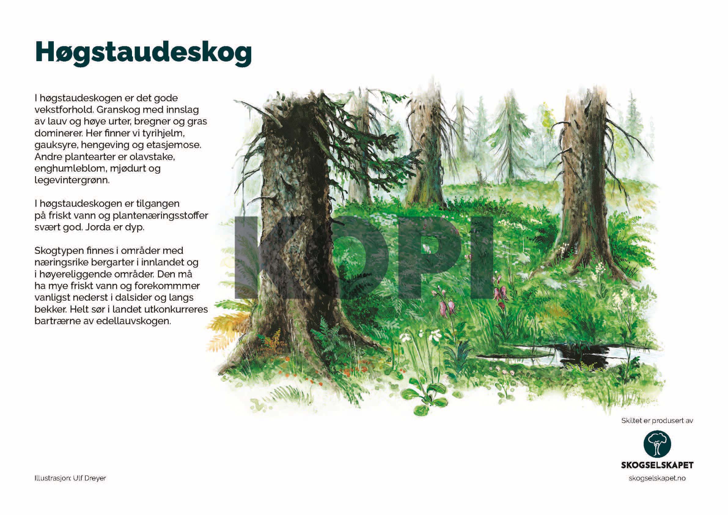 Høgstaudeskog