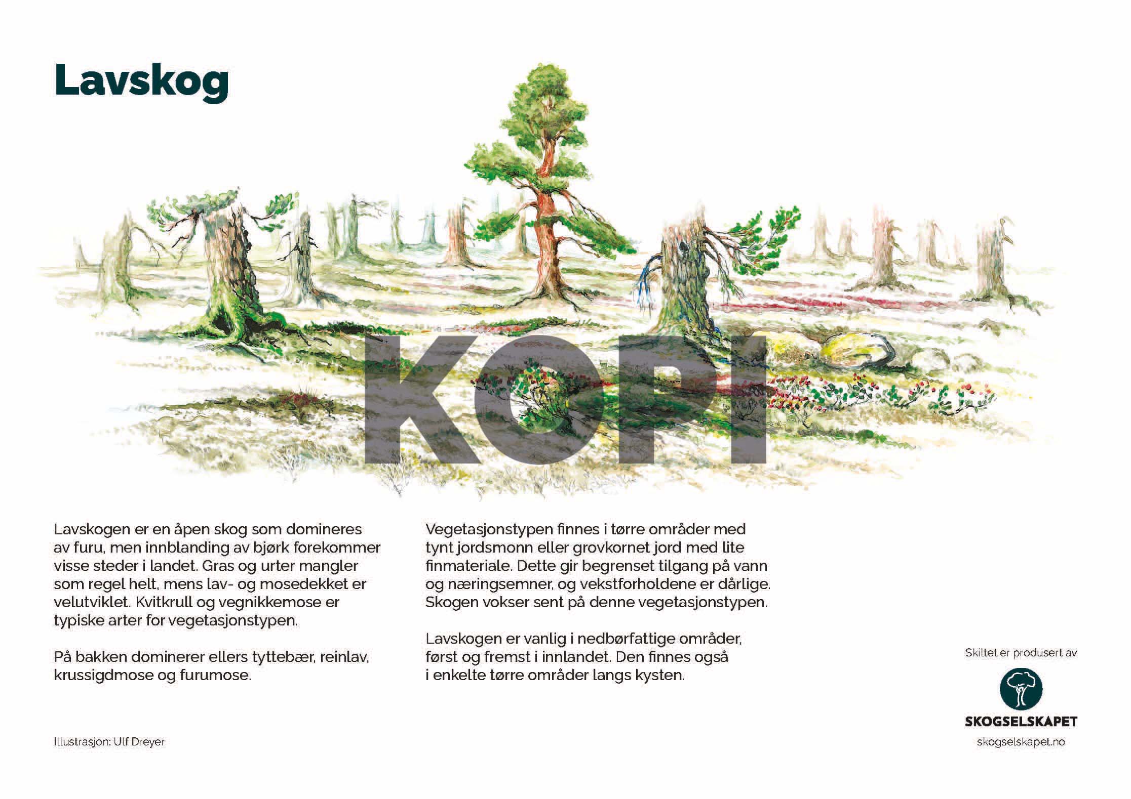 Lavskog