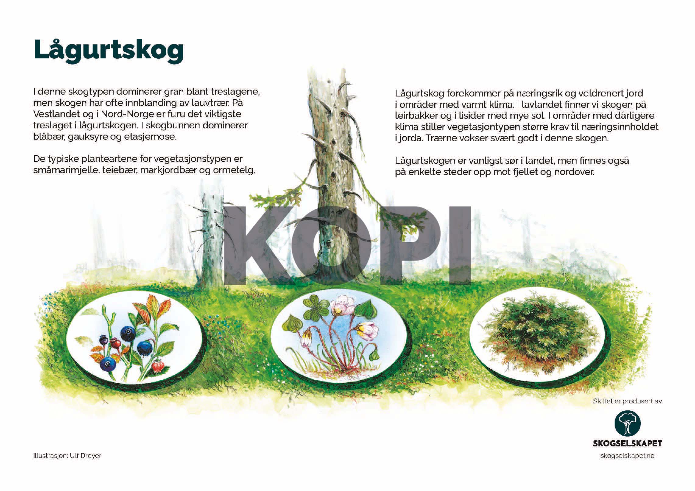 Lågurtskog