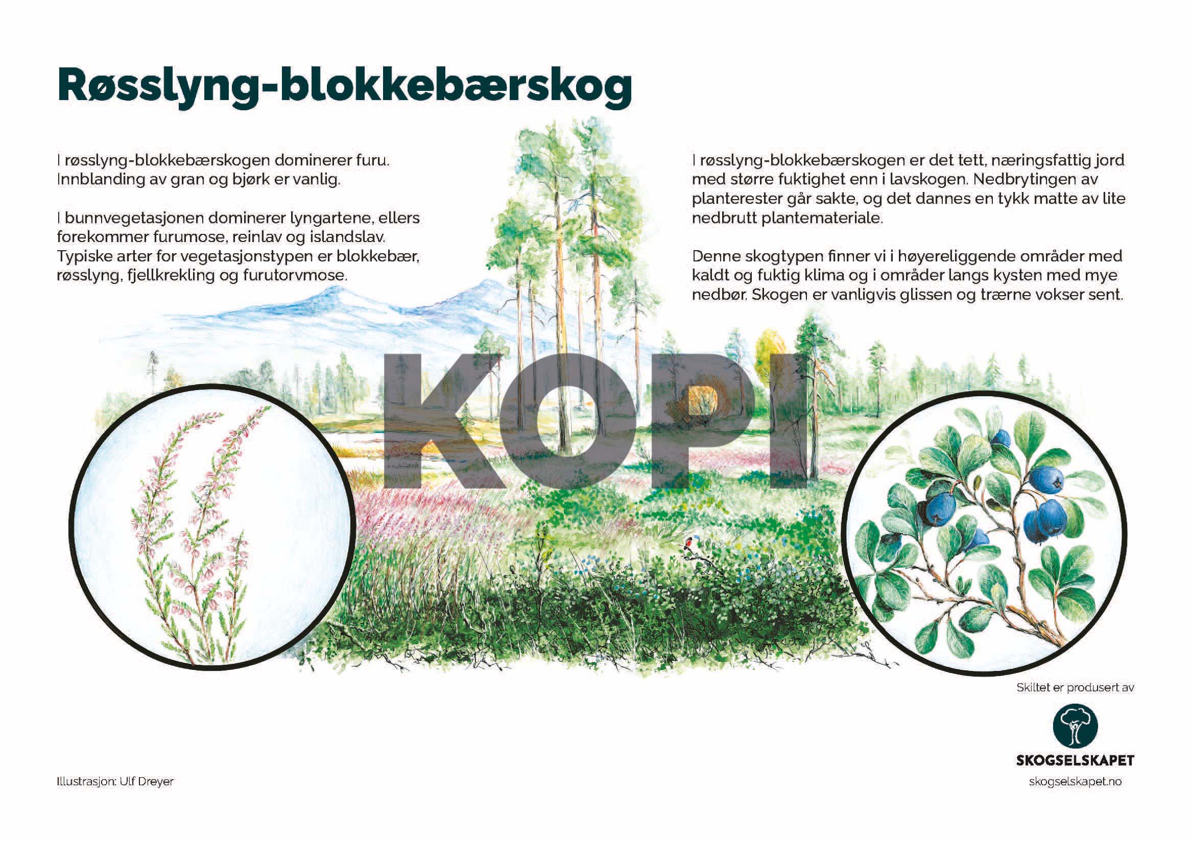 Røsslyng-blokkebærskog