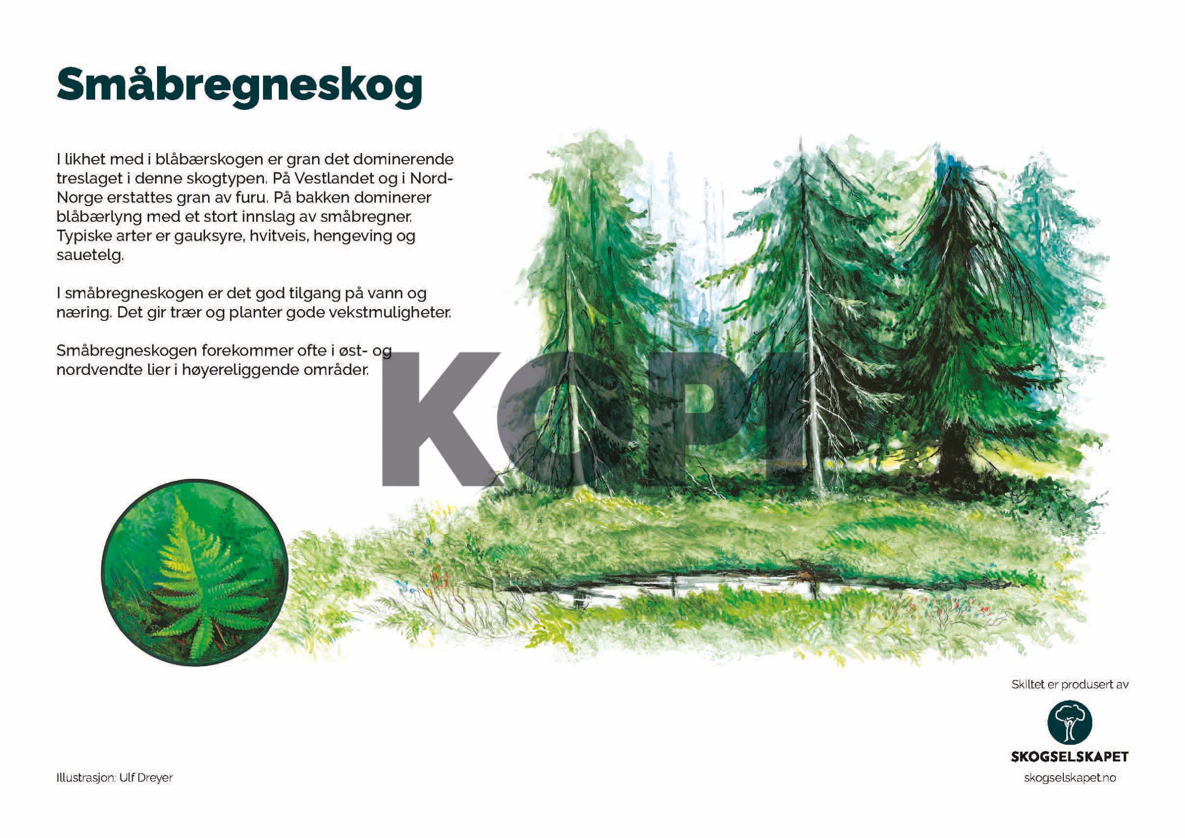 Småbregneskog