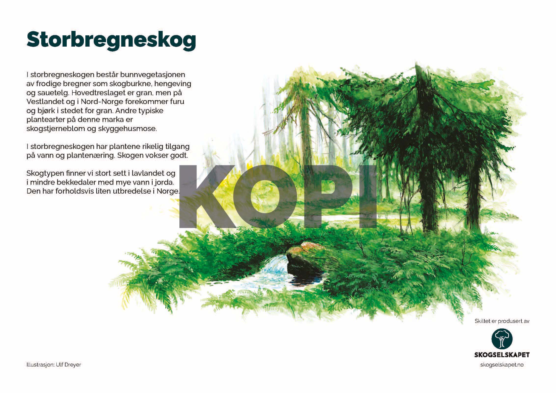Storbregneskog