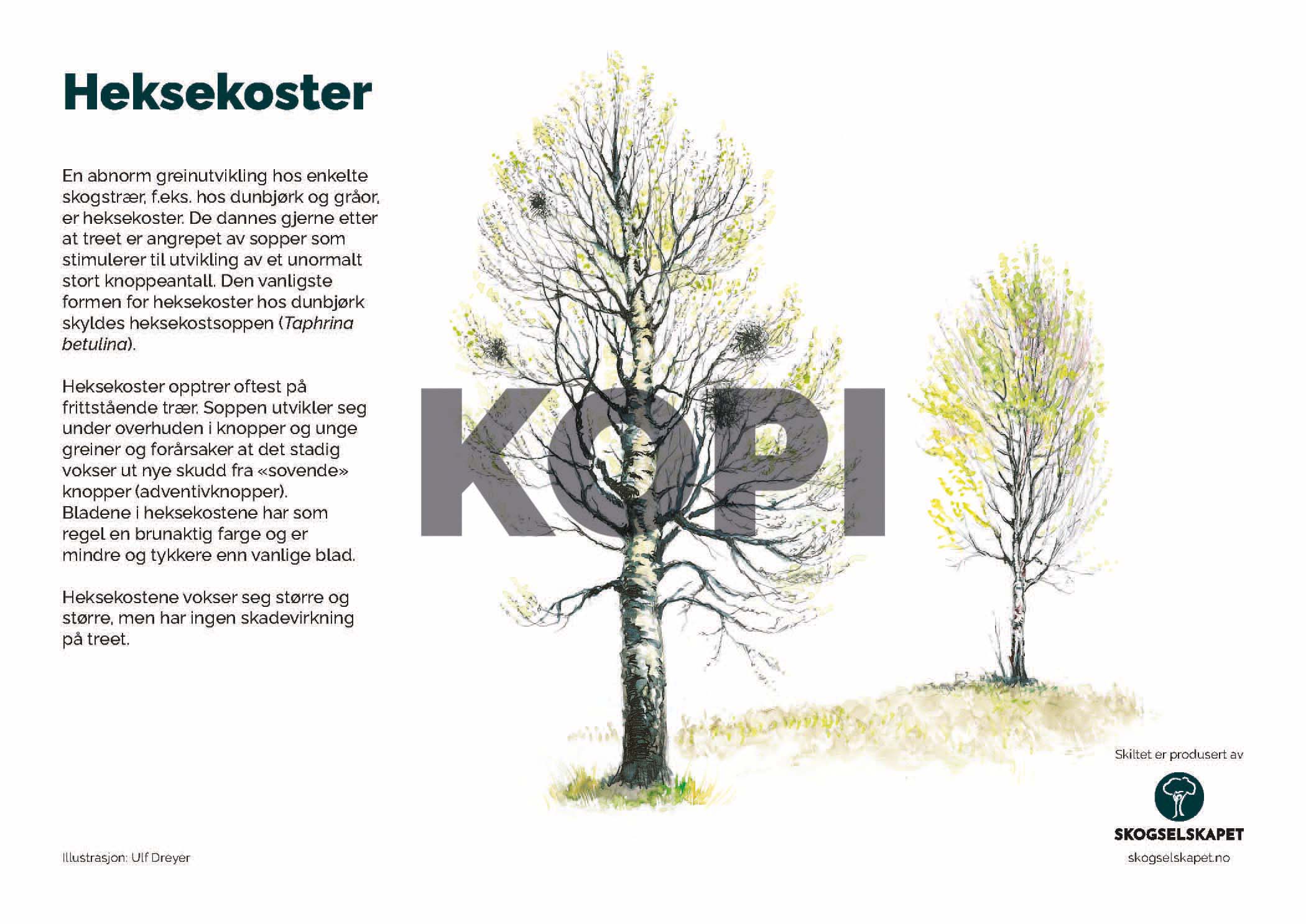 Heksekoster