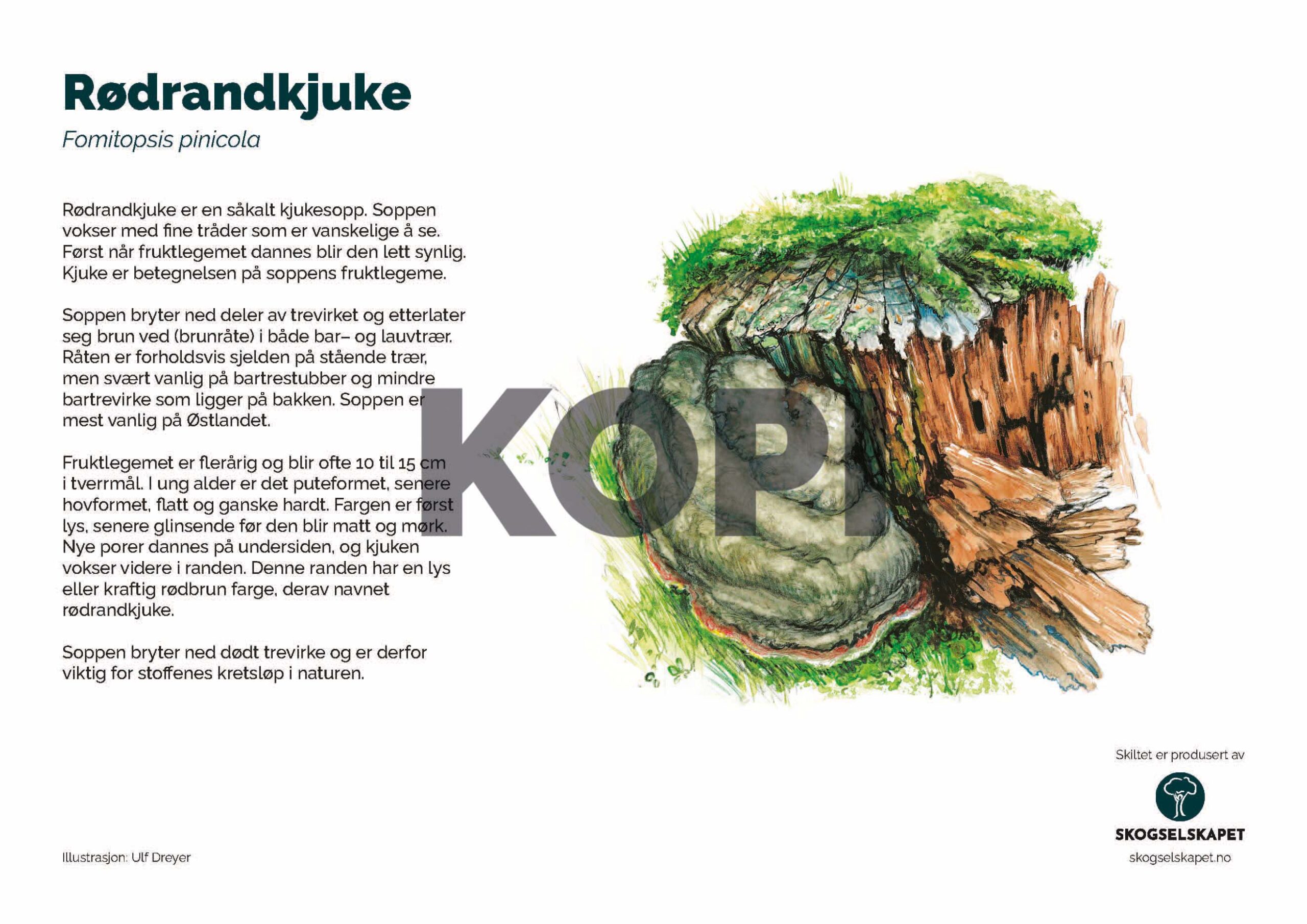 Rødrandkjuke