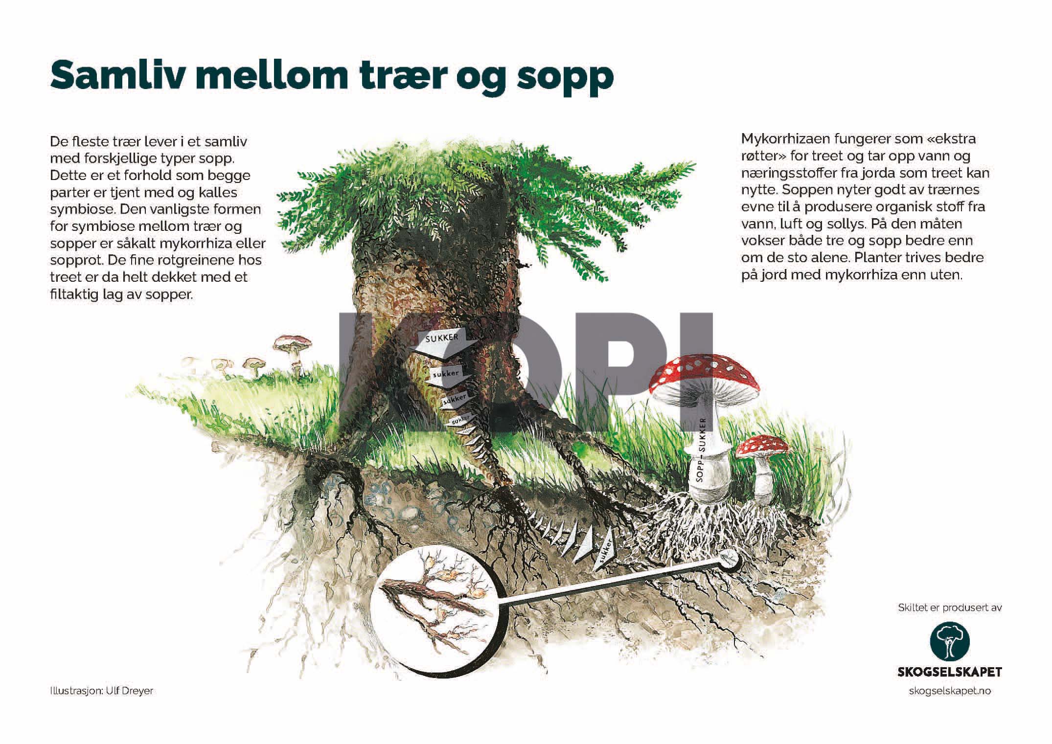 Samliv mellom trær og sopp