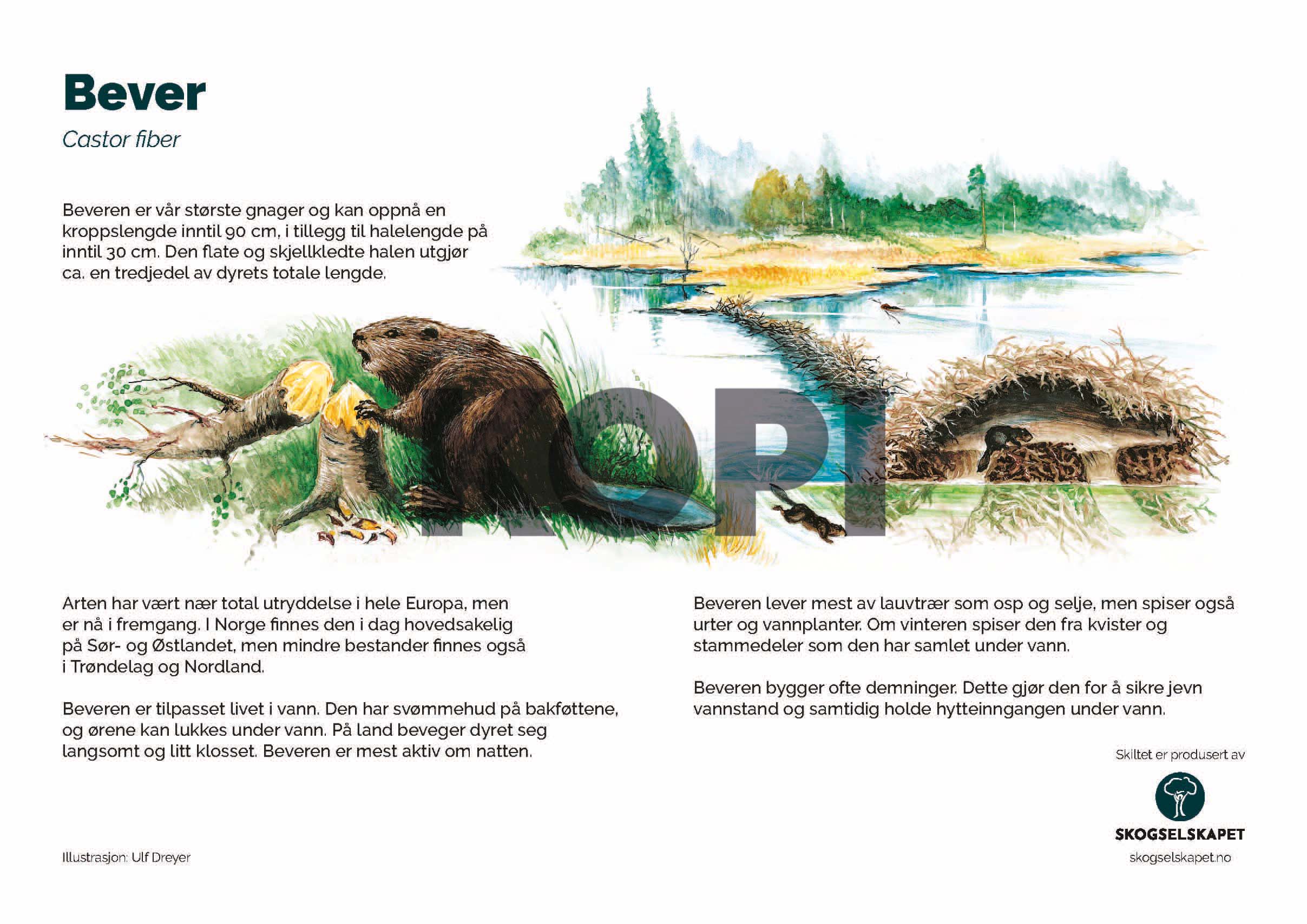 Bever