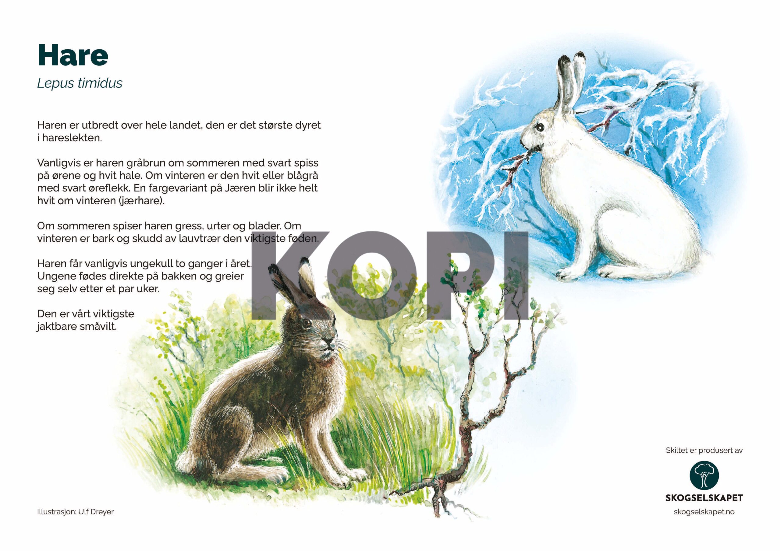 Hare