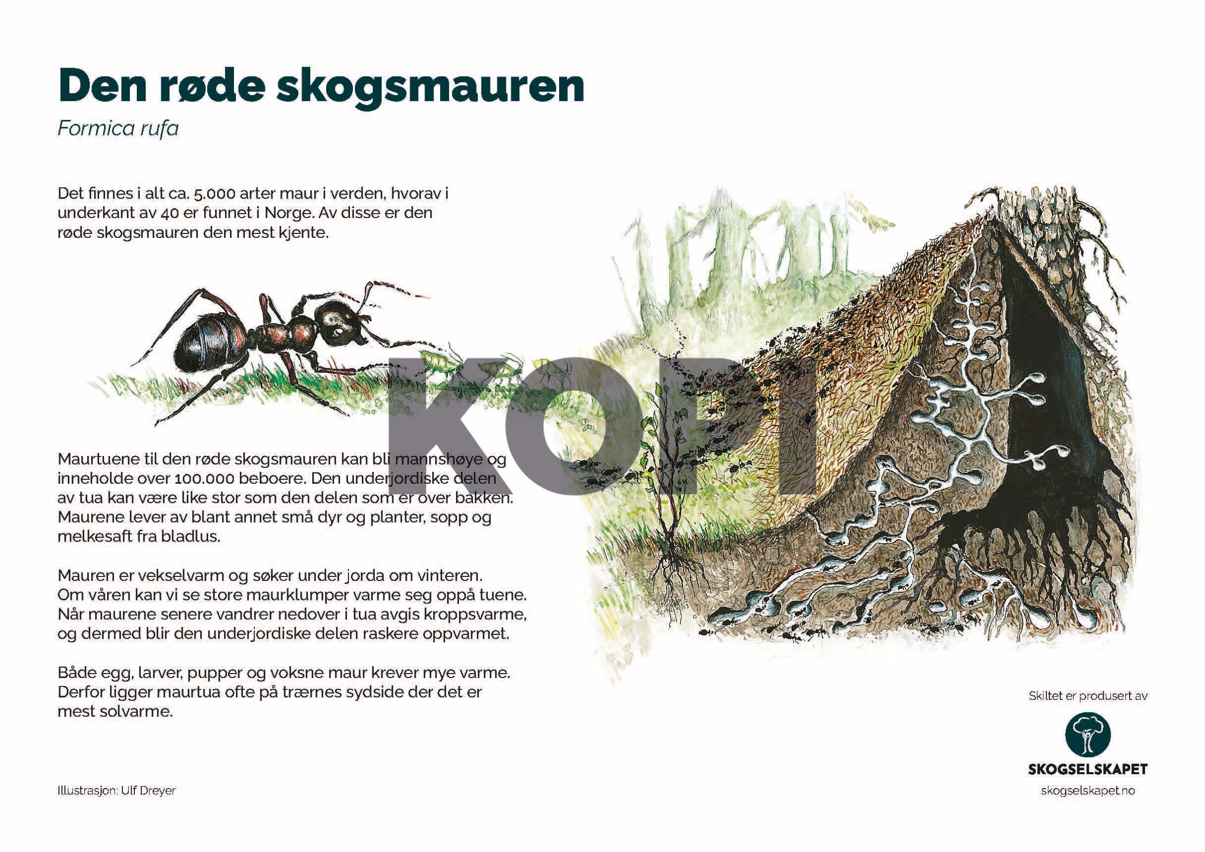 Den røde skogsmauren