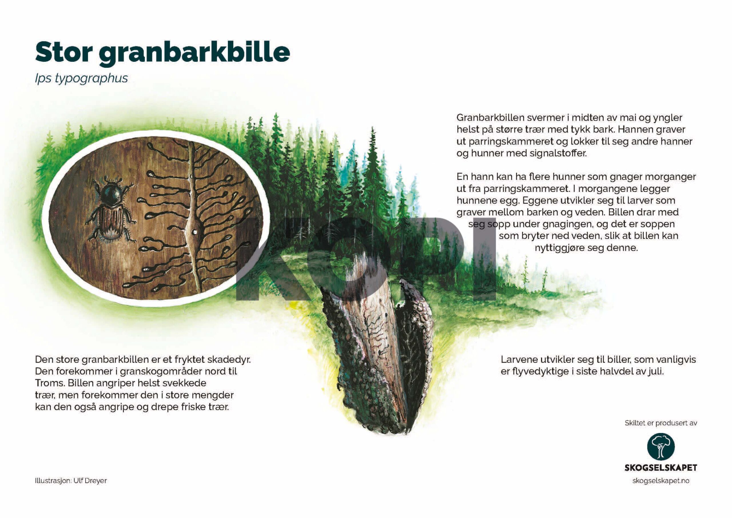 Stor granbarkbille