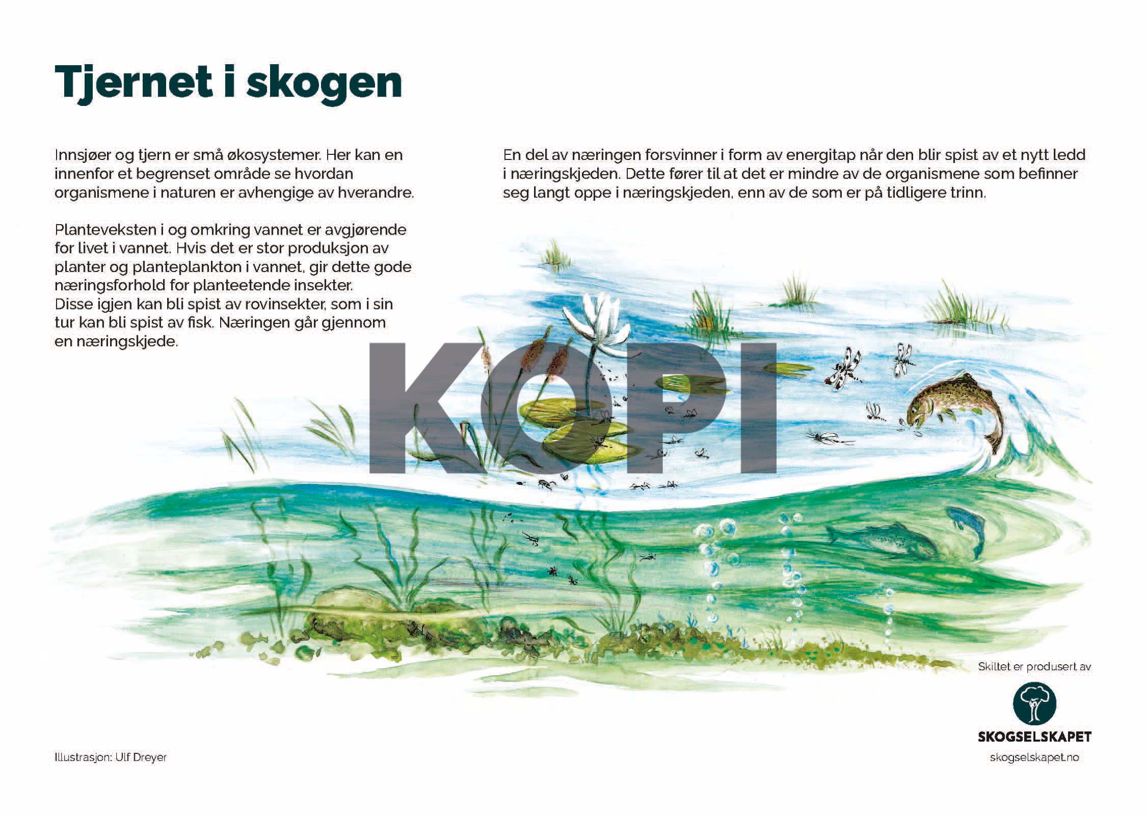 Tjernet i skogen
