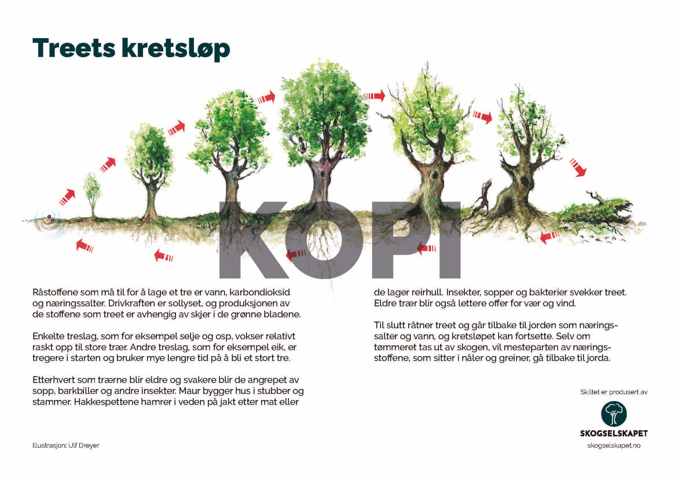 Treets kretsløp