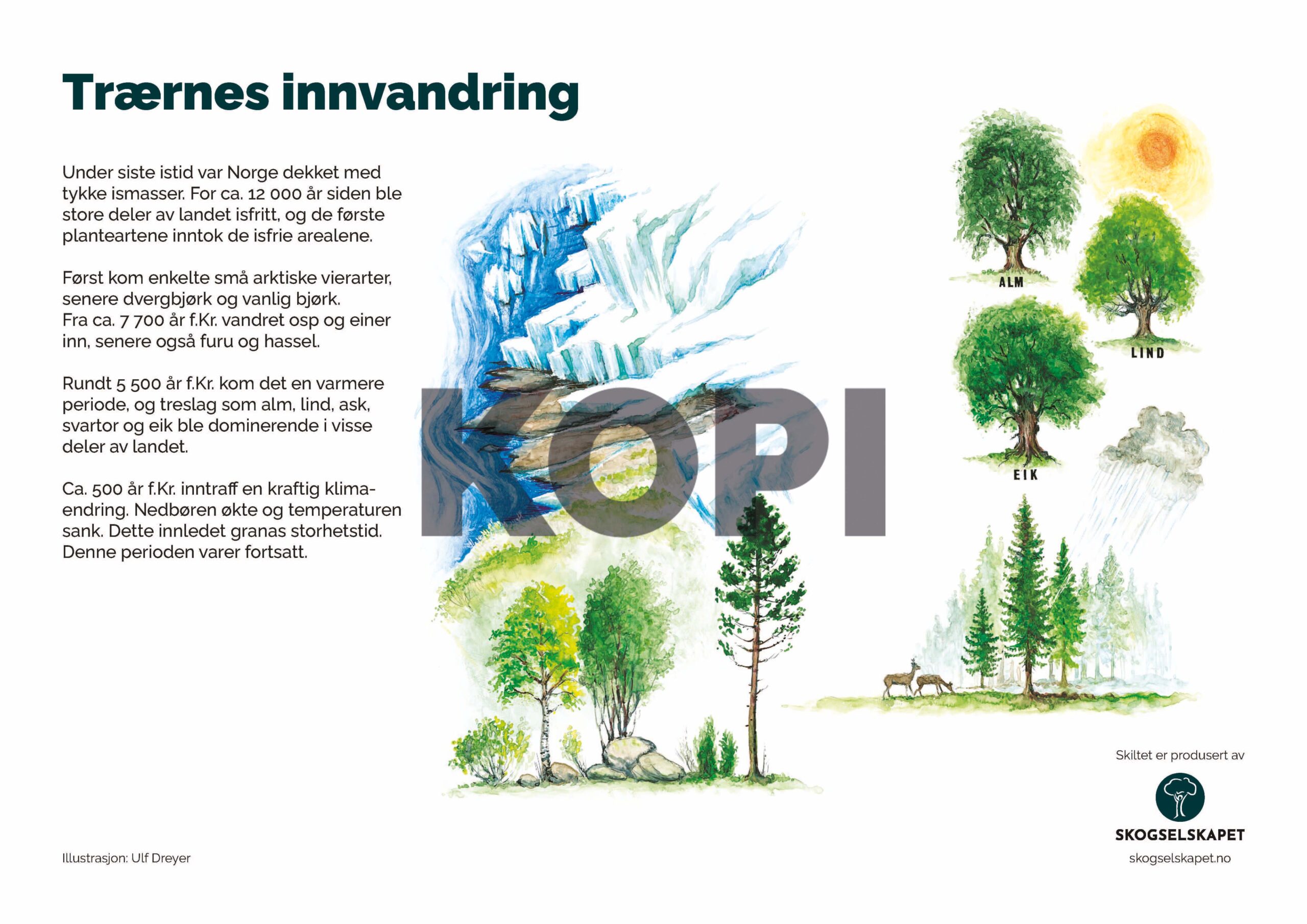 Trærnes innvandring