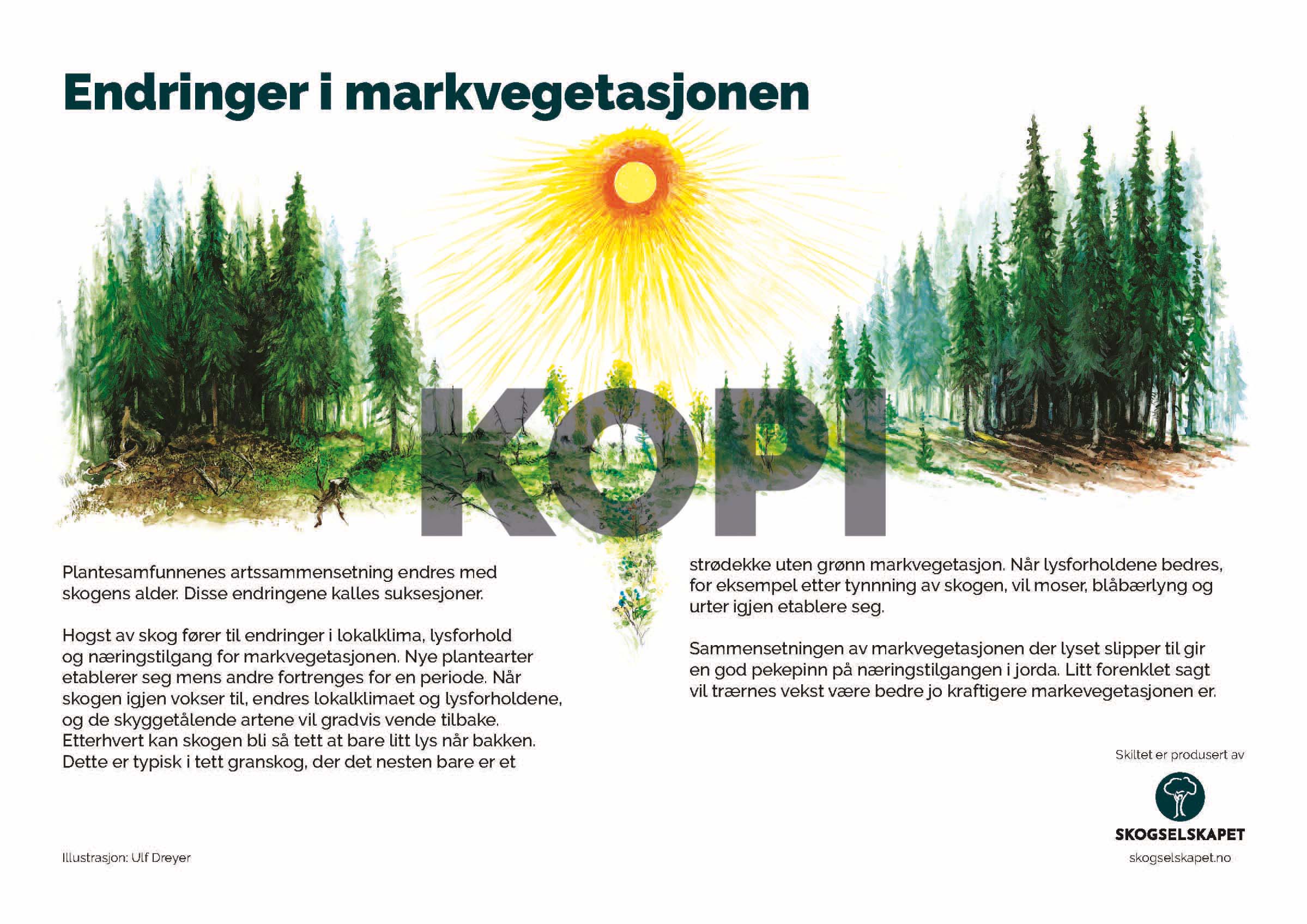 Endringer i markvegetasjonen