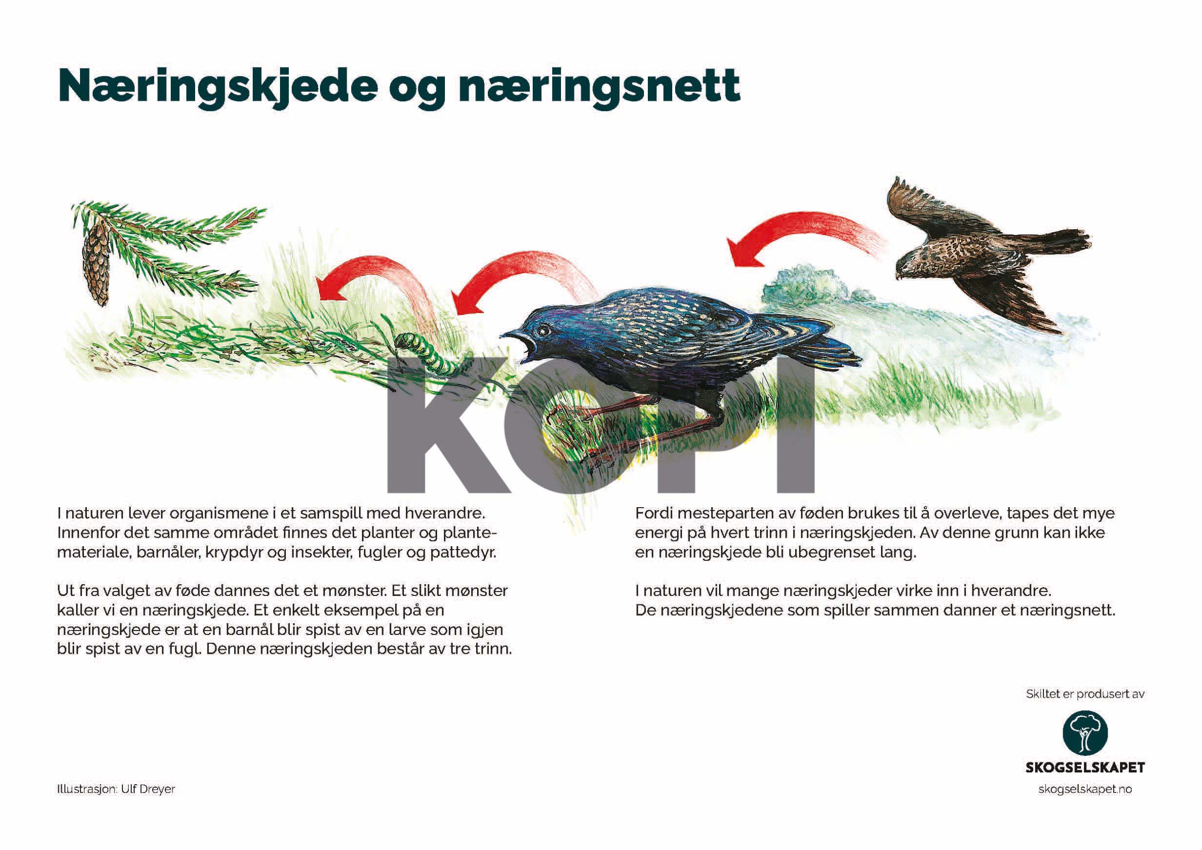 Næringskjede og næringsnett