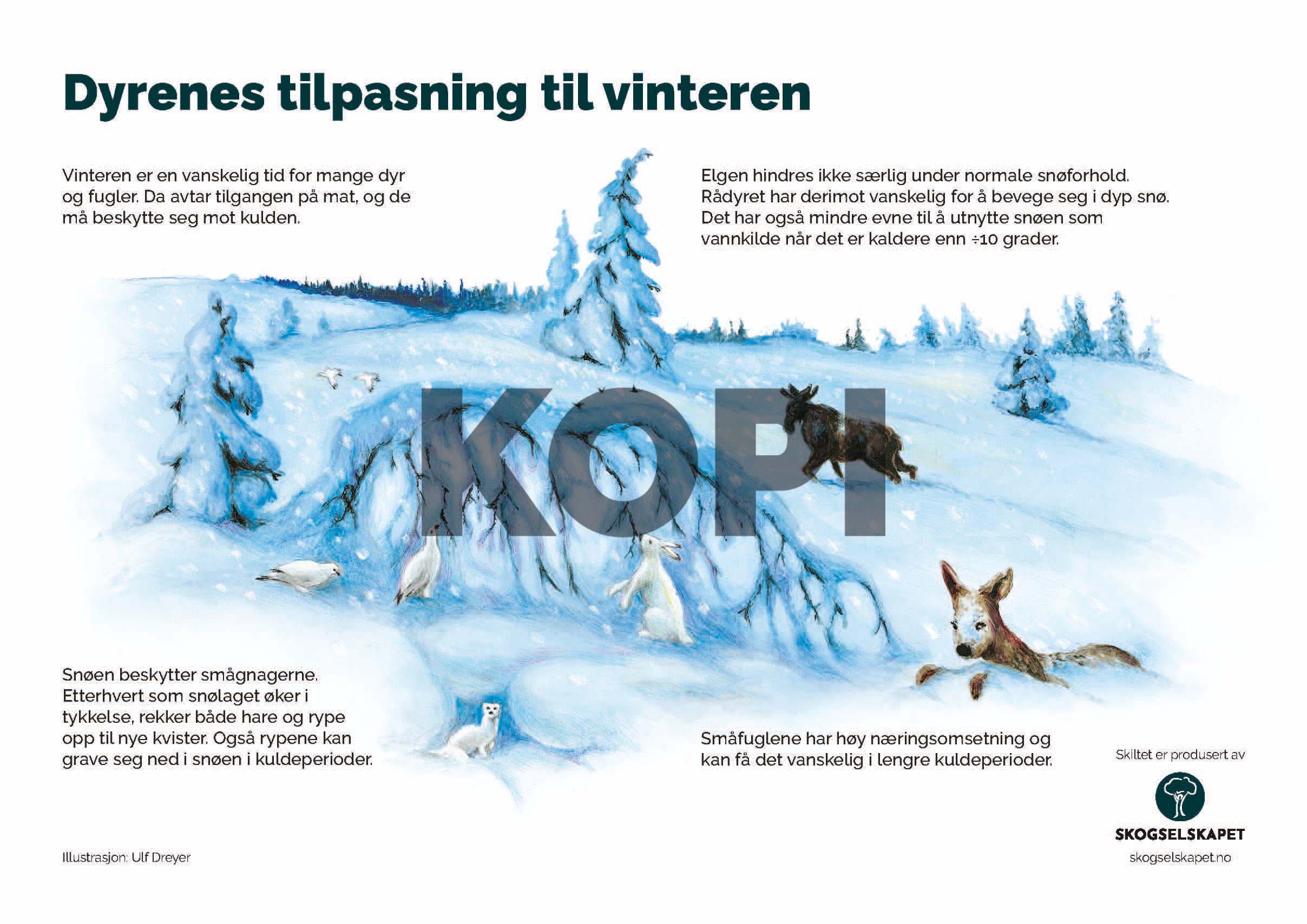 Dyrenes tilpasning til vinteren