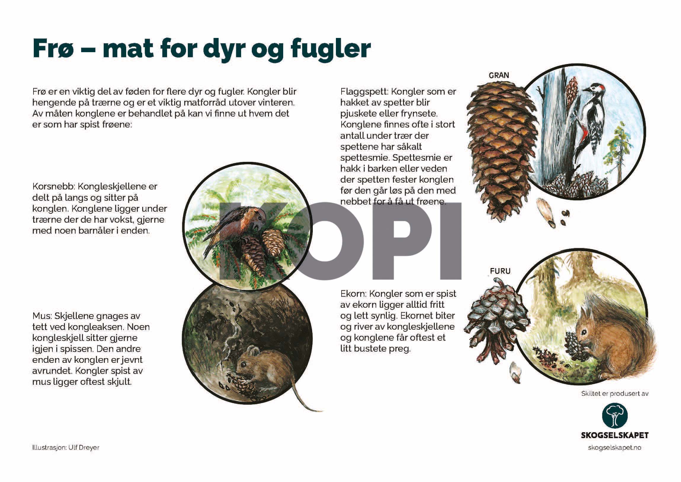 Frø – mat for dyr og fugler
