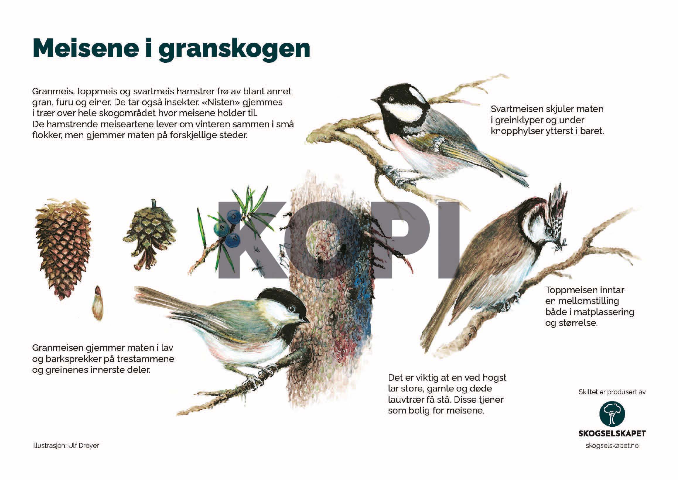 Meisene i granskogen