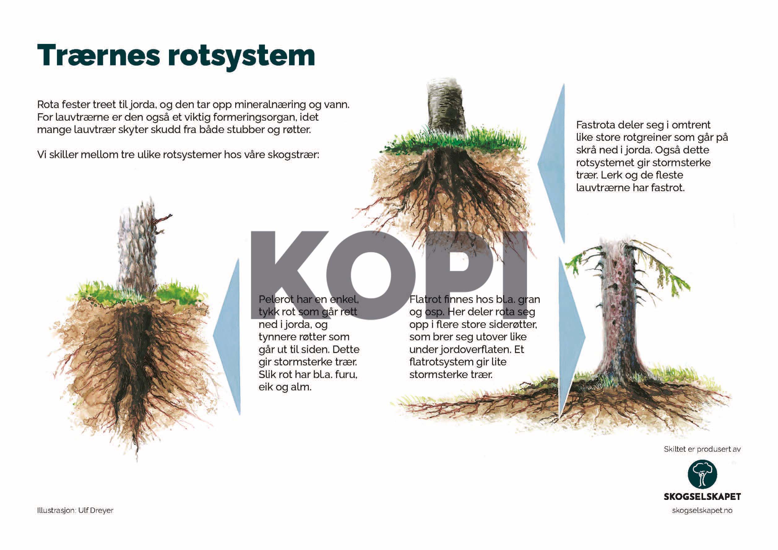 Trærnes rotsystem